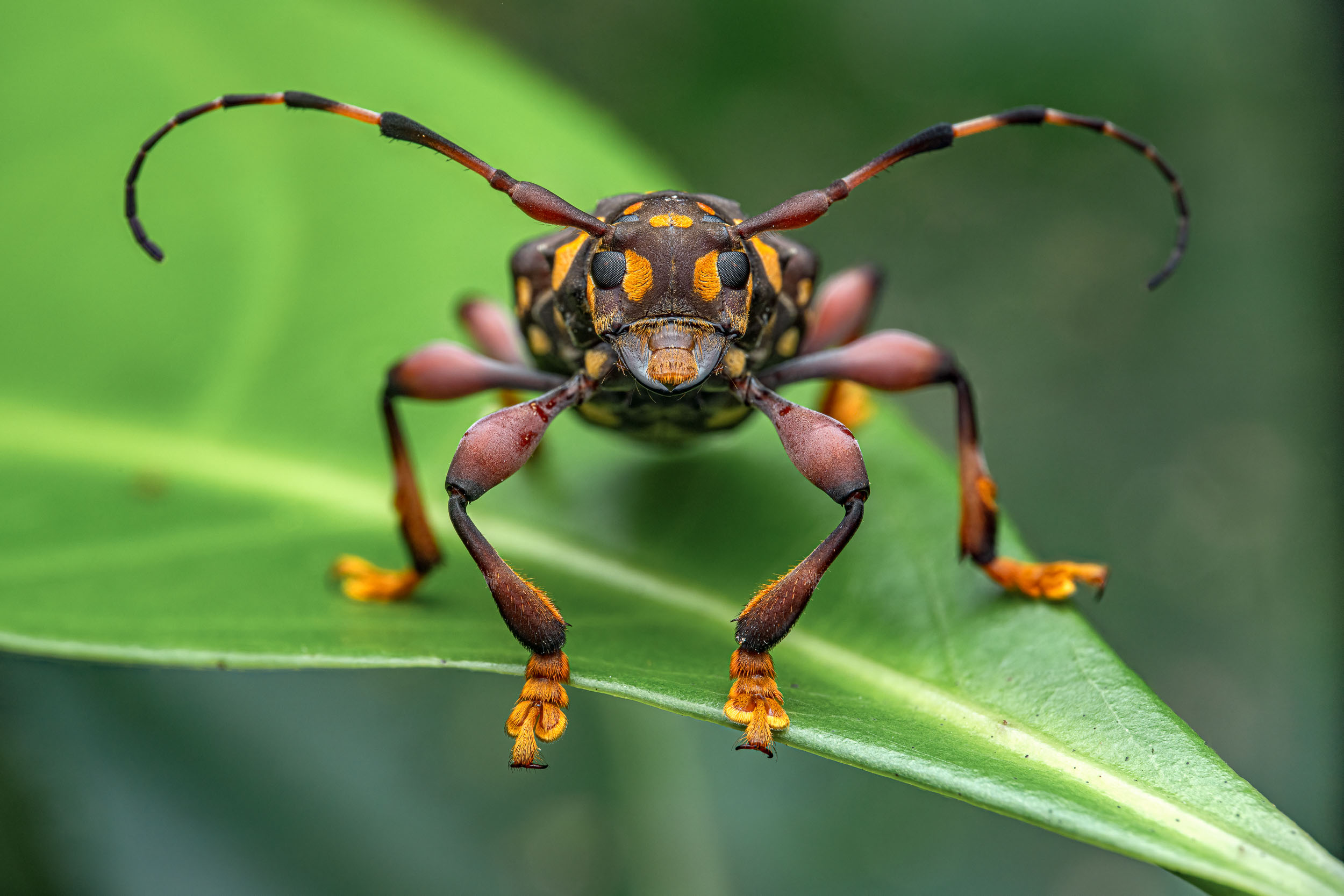 Acanthoderes spec. / Longhorn beetle (Costa Rica)