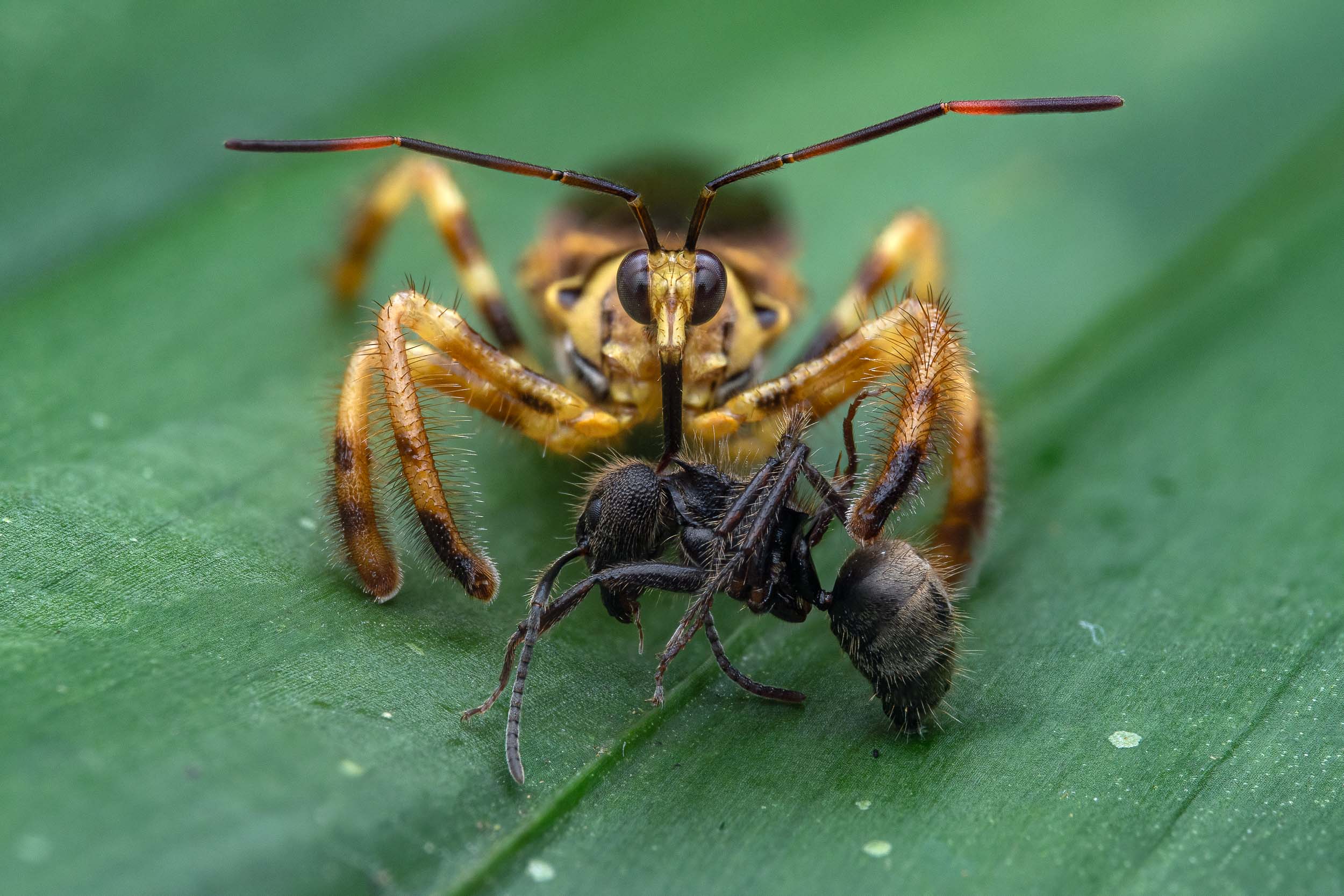Agriocoris flavipes / Assassin bug (Costa Rica)