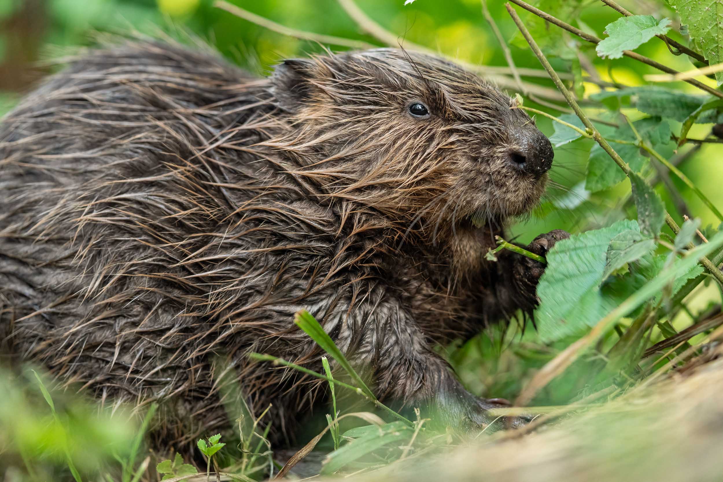 Castor fiber / Eurasian beaver (Switzerland)