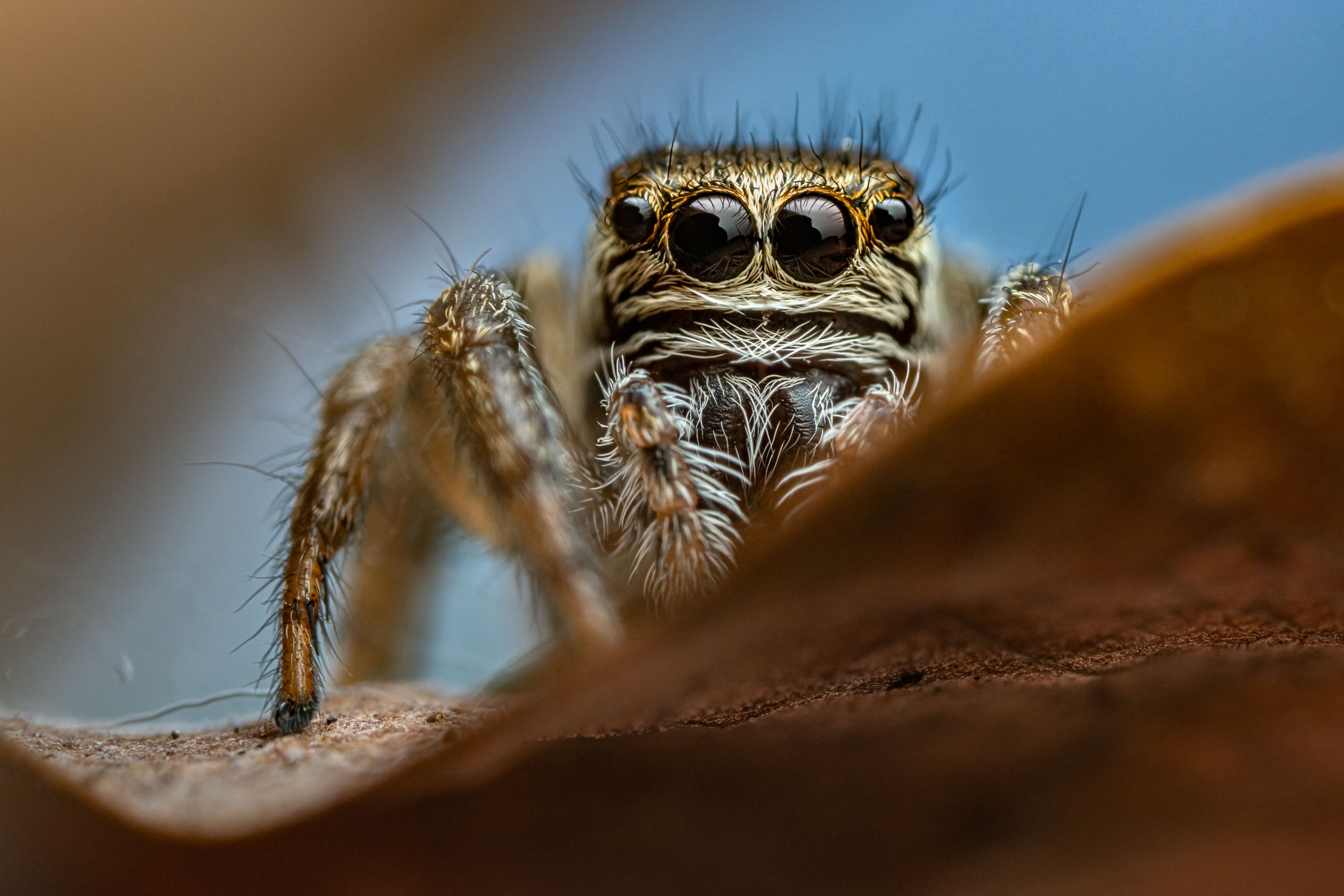 Evarcha arcuata / Jumping Spider (Switzerland)