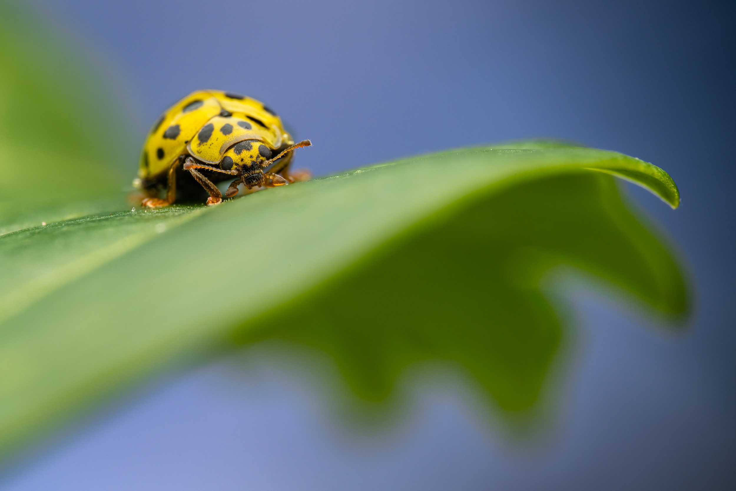 Psyllovora vigintiduopunctata / 22-Spot ladybird (Switzerland)