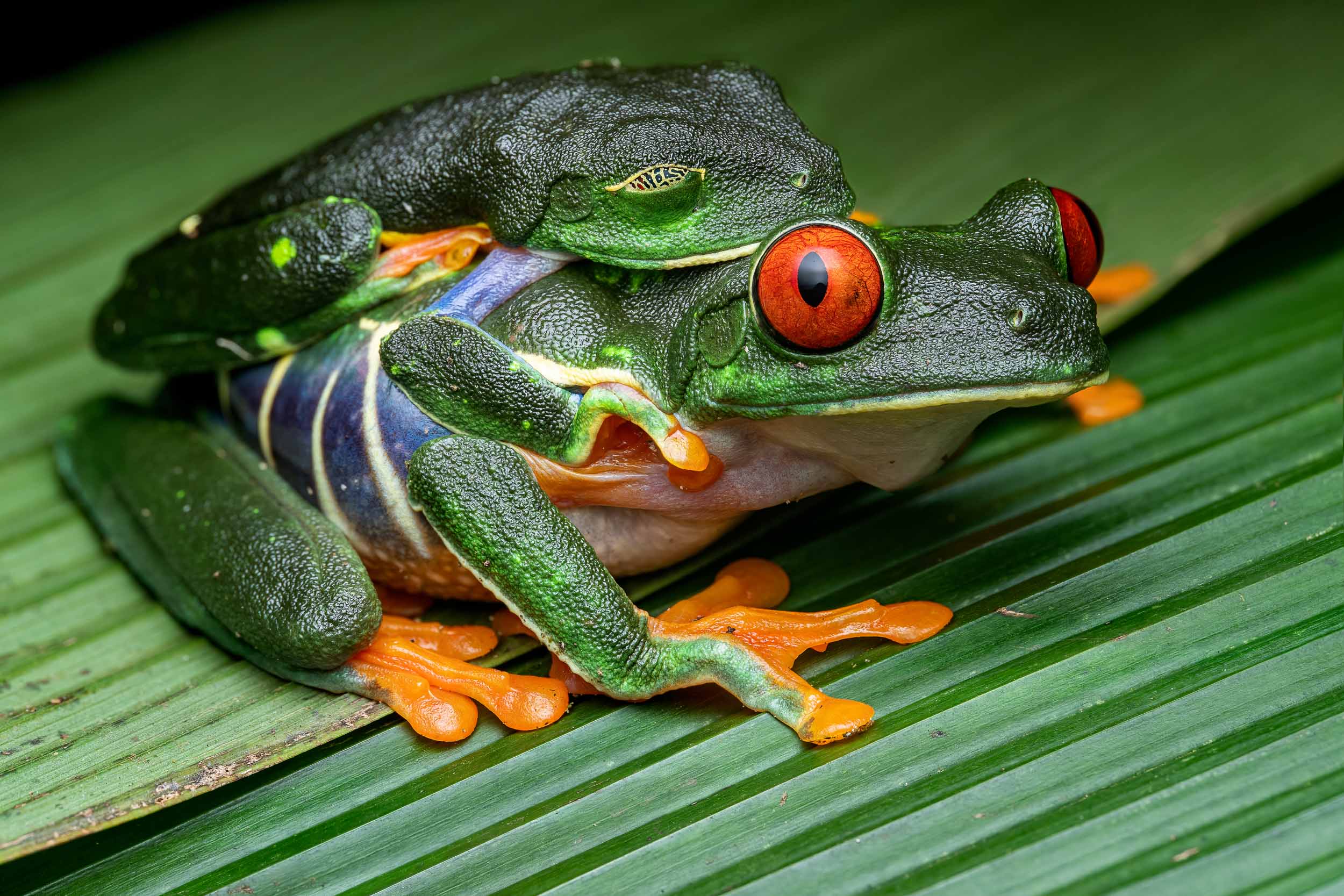 Agalychnis callidryas / Red-eyed tree frog (Costa Rica)