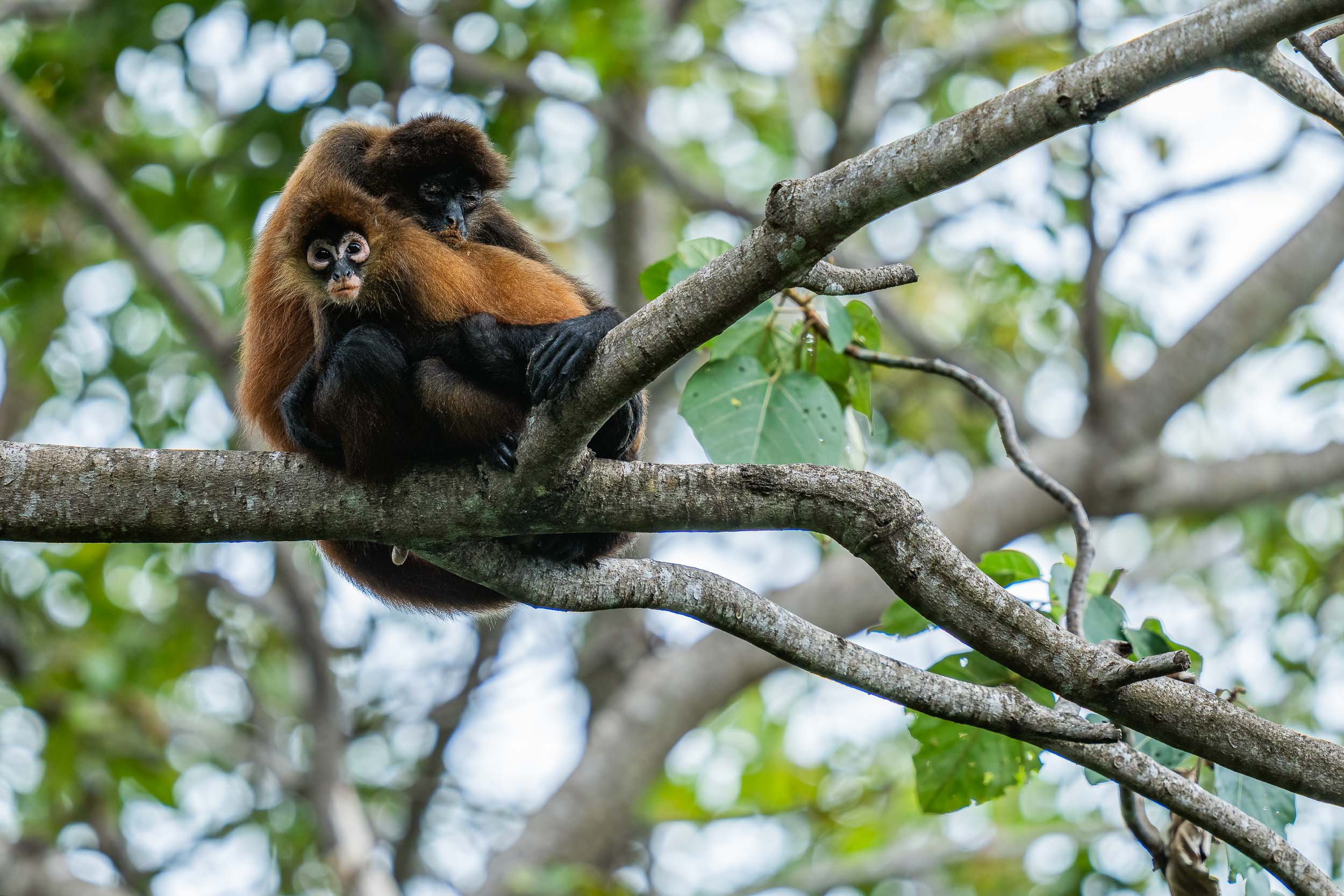 Ateles geoffroyi / Geoffroy's spider monkey (Costa Rica)