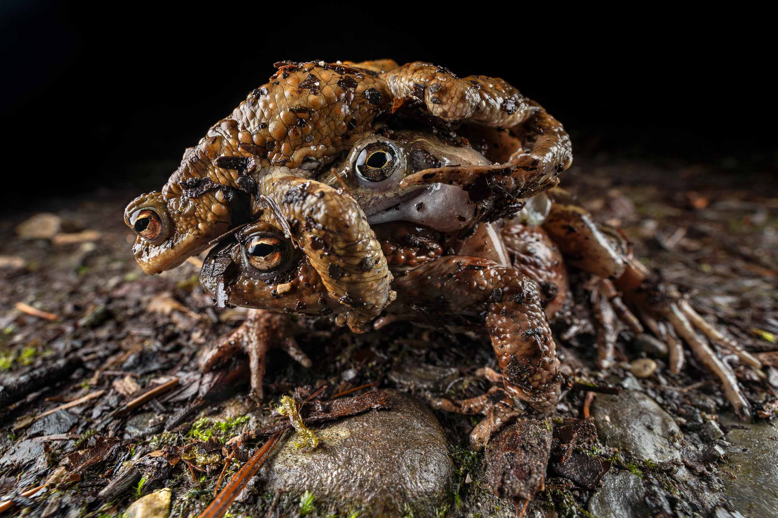 Amphibian Migration (Switzerland)