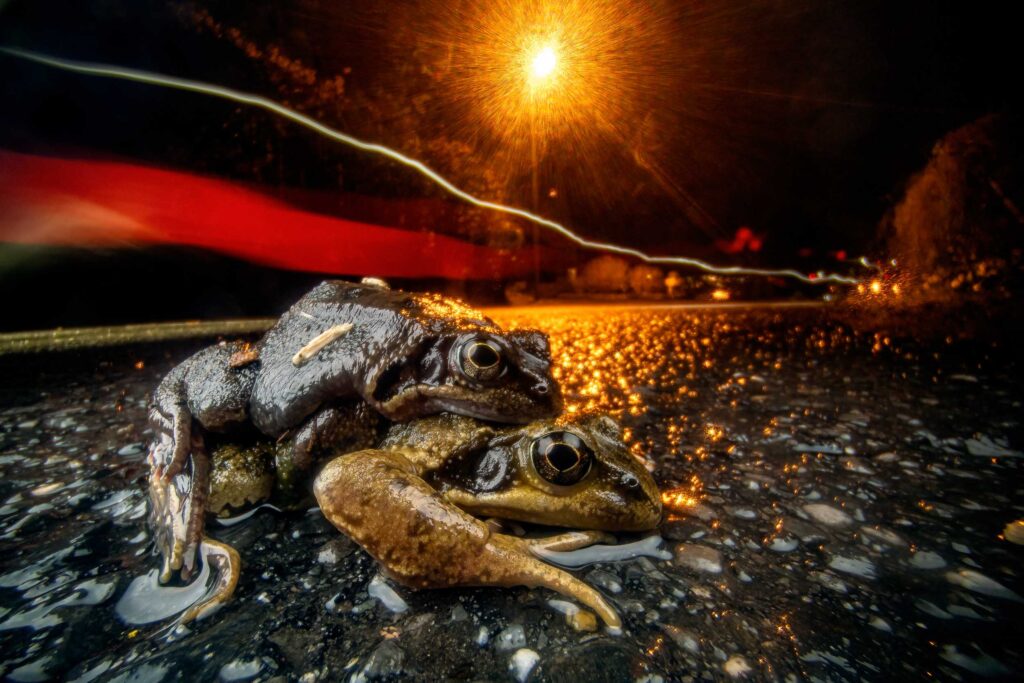 Amphibian Migration (Switzerland)