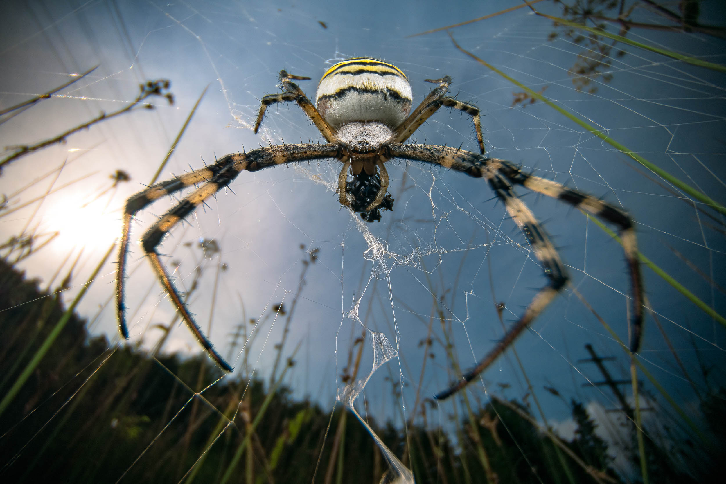 Argiope bruennichi / Wasp spider (Switzerland)