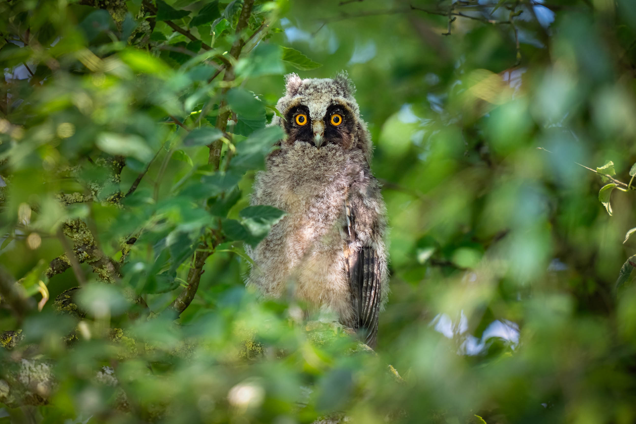 Juvenile Asio otus / Long-eared Owl (Switzerland)