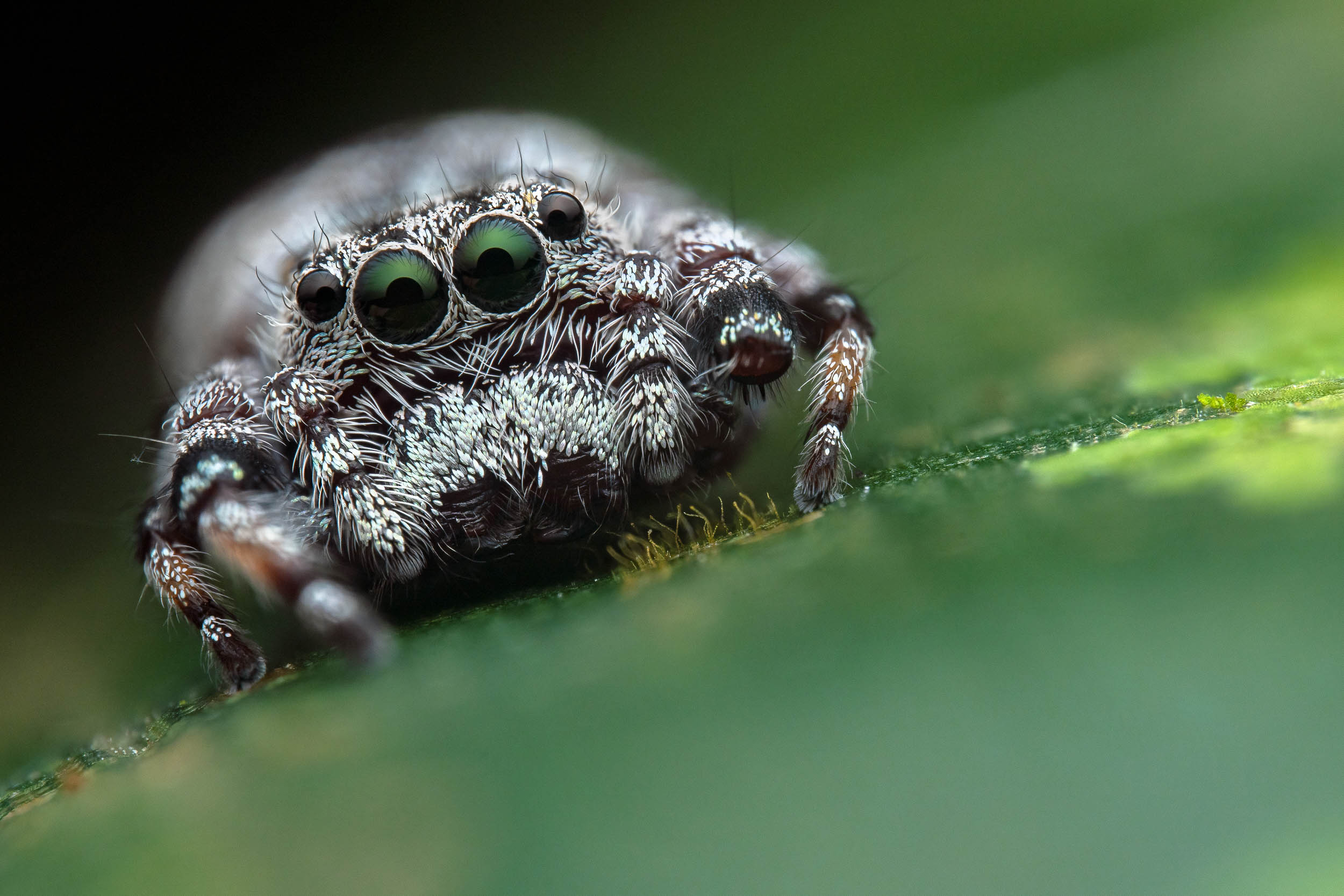 Beata spec. / Jumping spider (Costa Rica)