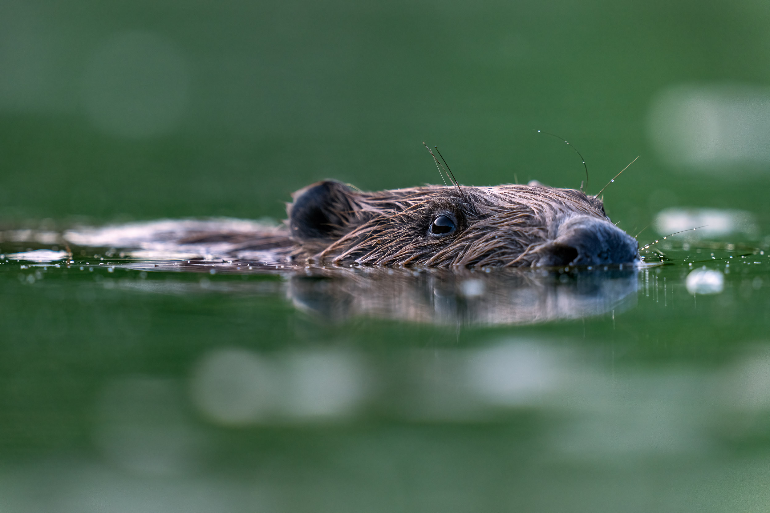 Castor fiber / Beaver (Switzerland)