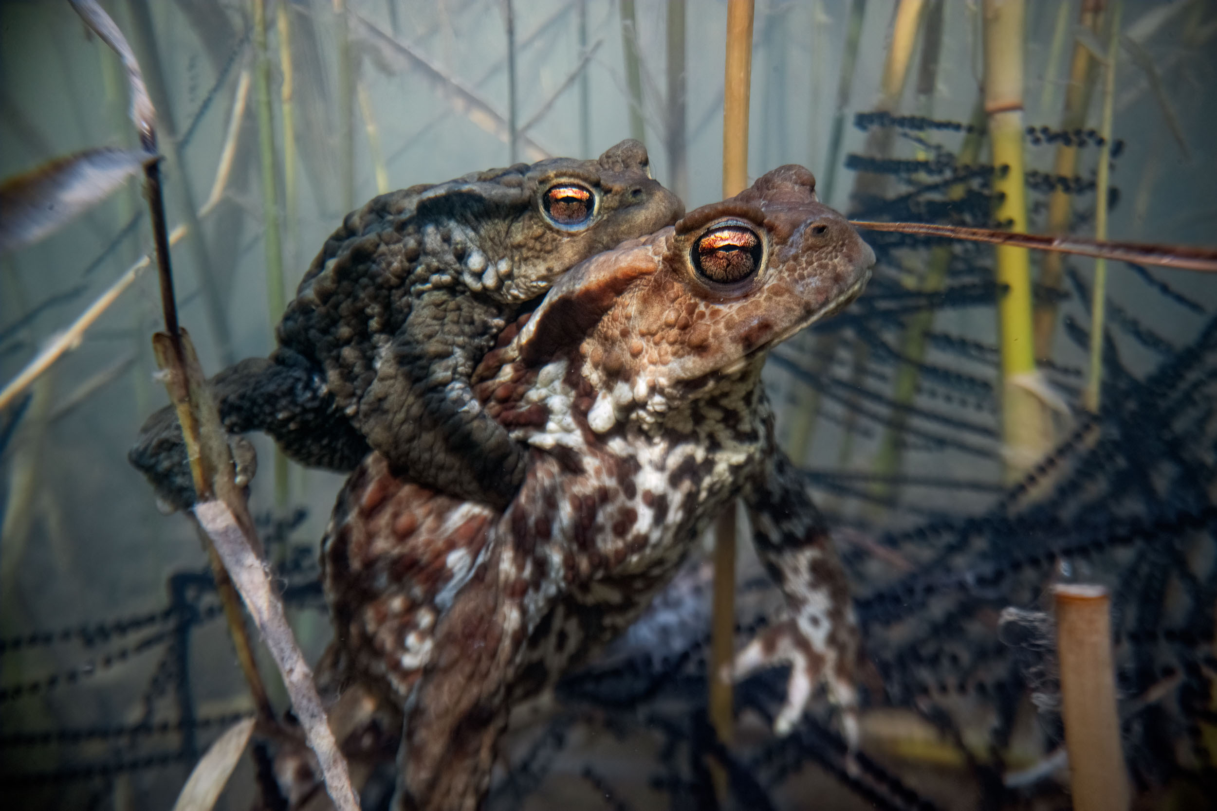Bufo bufo / Common toads (Switzerland)