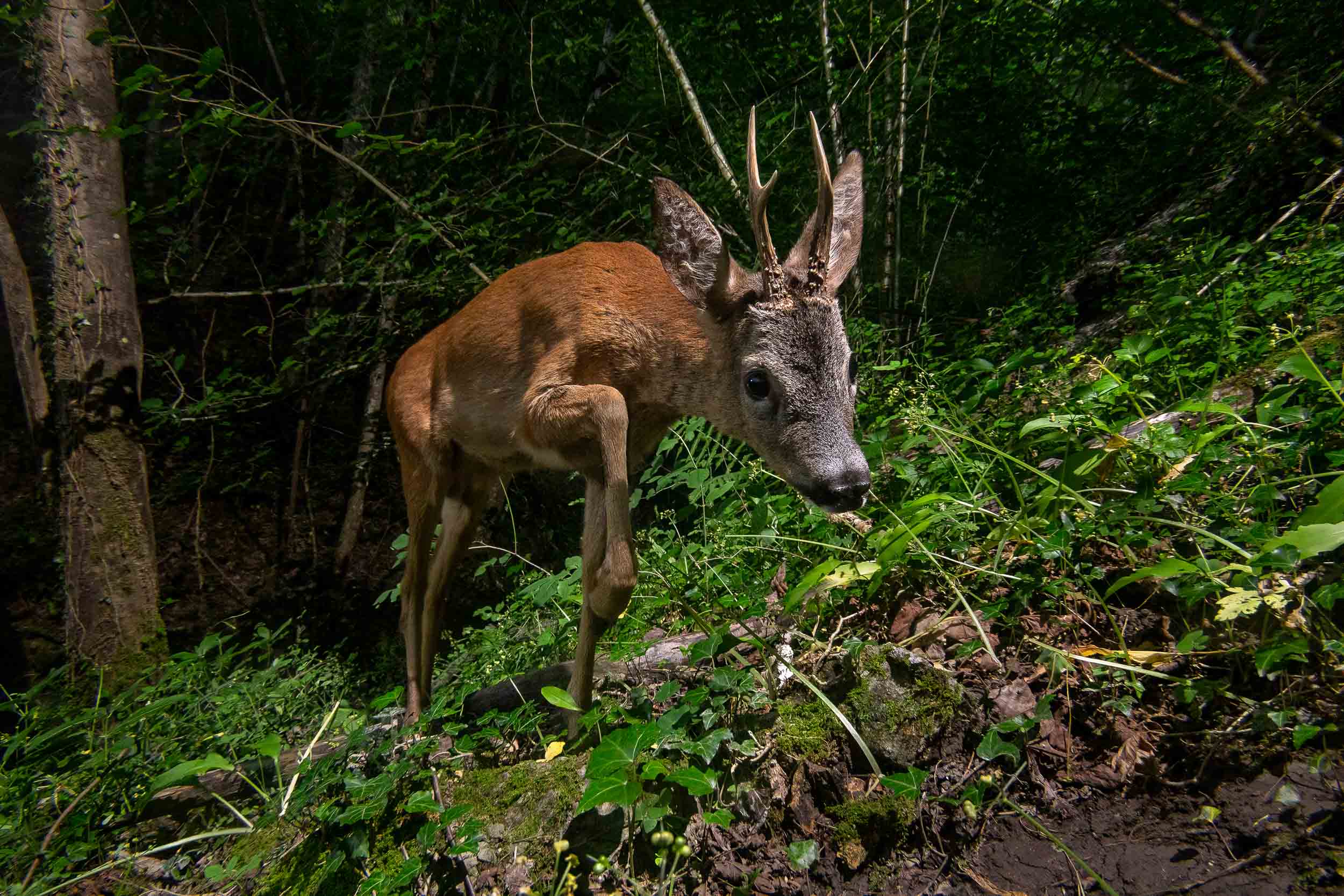 Capreolus capreolus ♂ / Roe Deer (Switzerland)