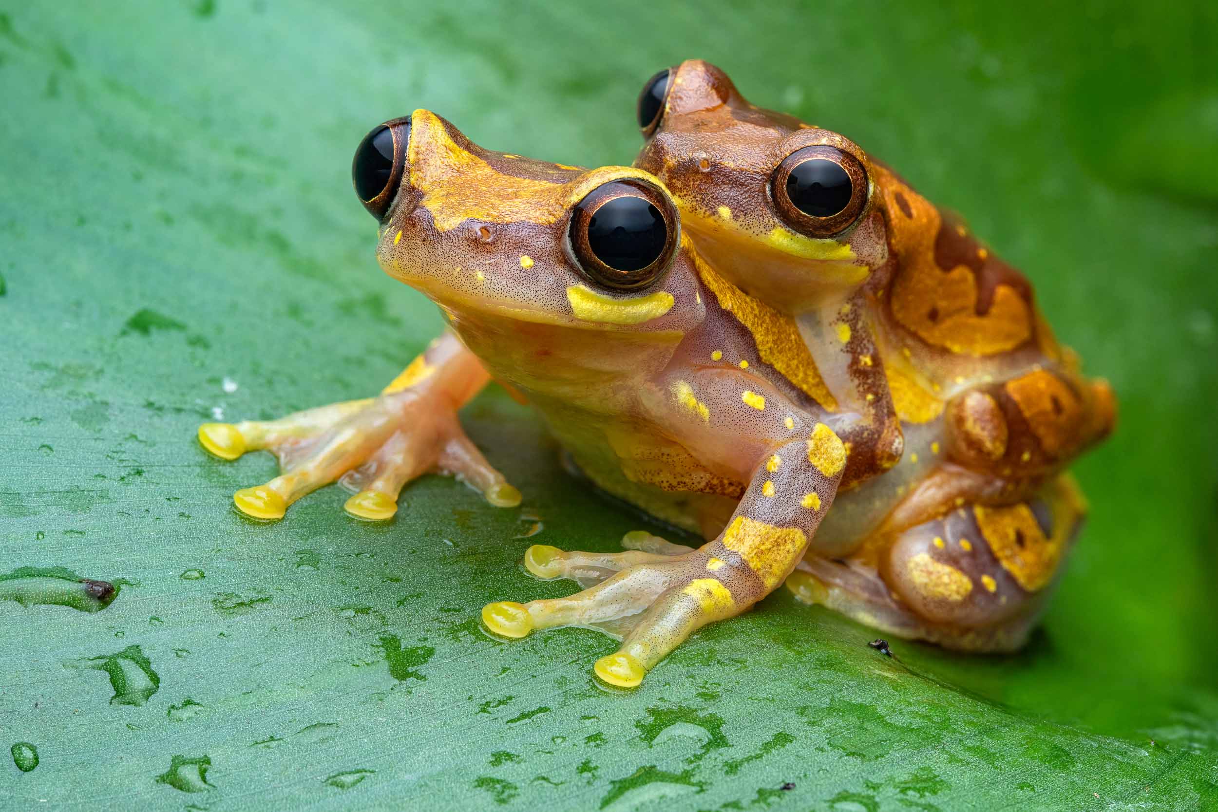 Dendropsophus ebraccatus / Hourglass Treefrog (Costa Rica)