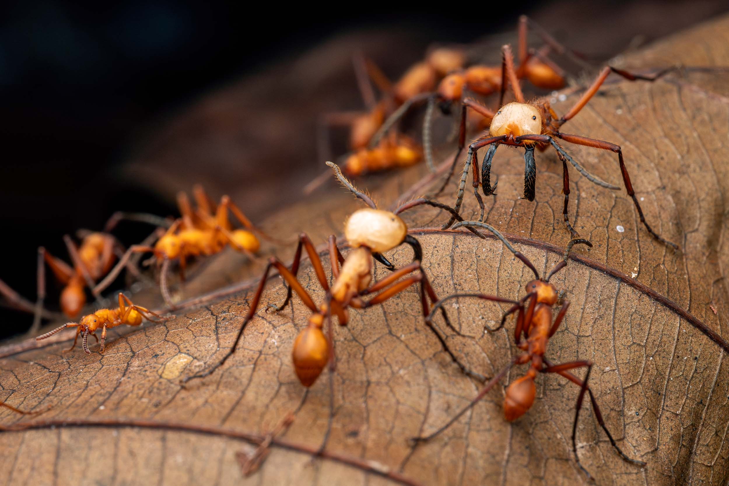 Eciton sp. / Army Ants (Costa Rica)