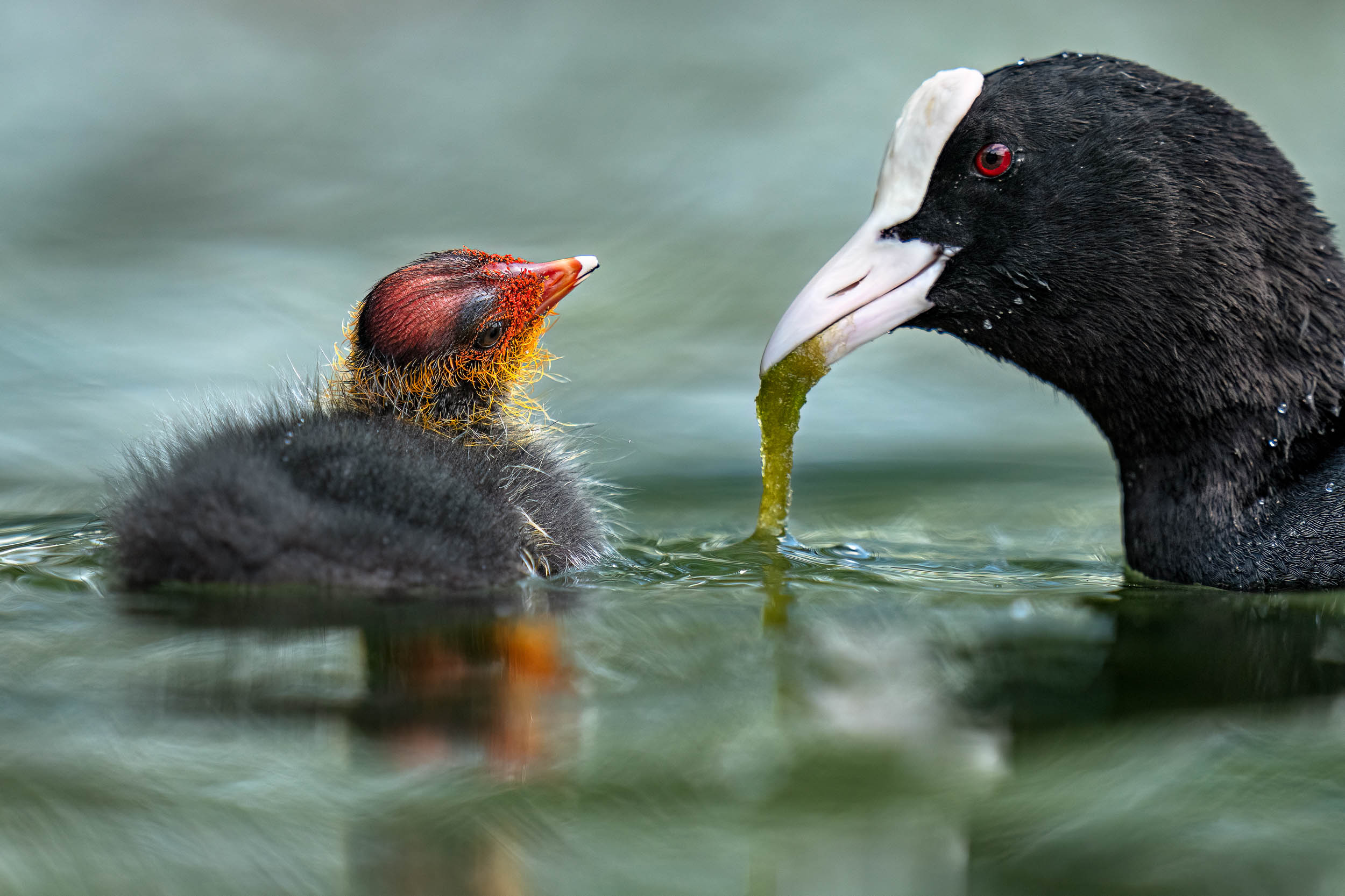 Fulica atra / Eurasian coot (Switzerland)