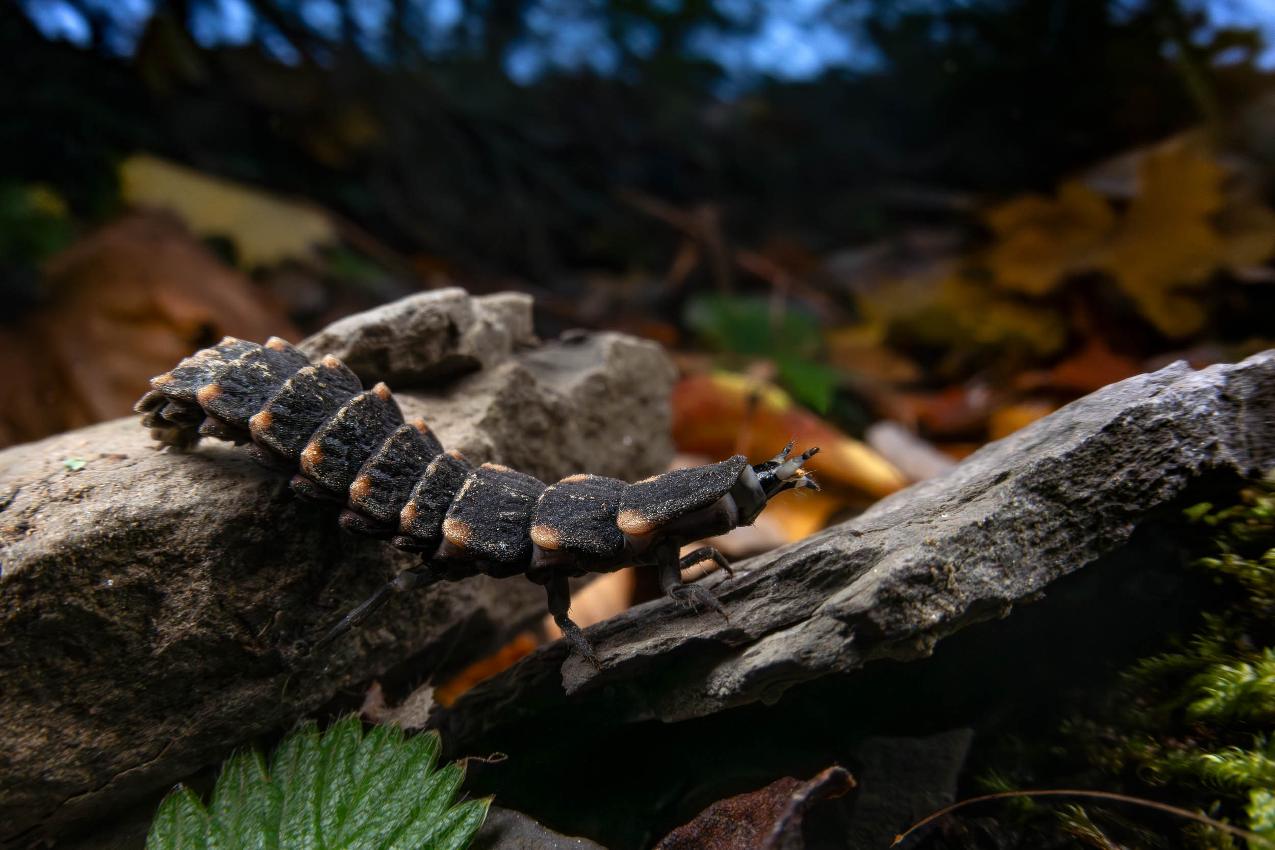 Lampyris noctiluca / Glowworm Larva (Switzerland)
