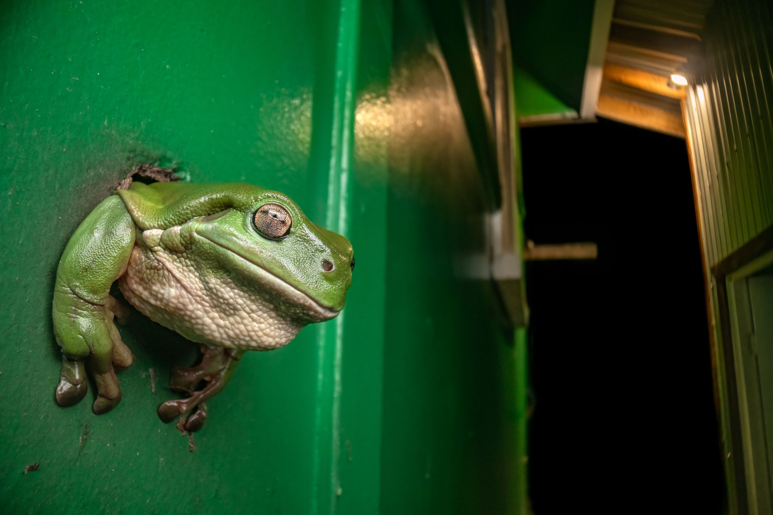 Litoria caerulea / Australian Green Tree Frog (Australia)