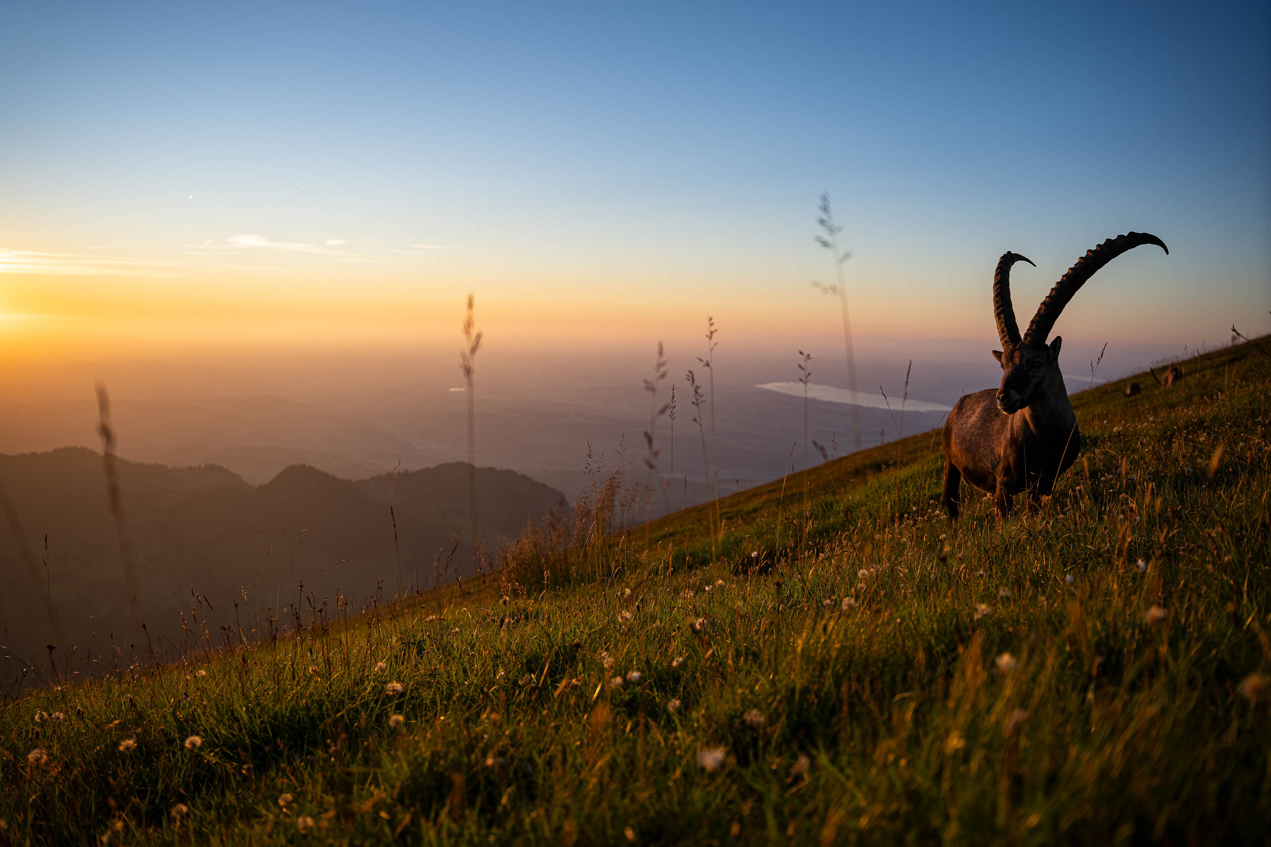 Ibex / Capra ibex (Switzerland)