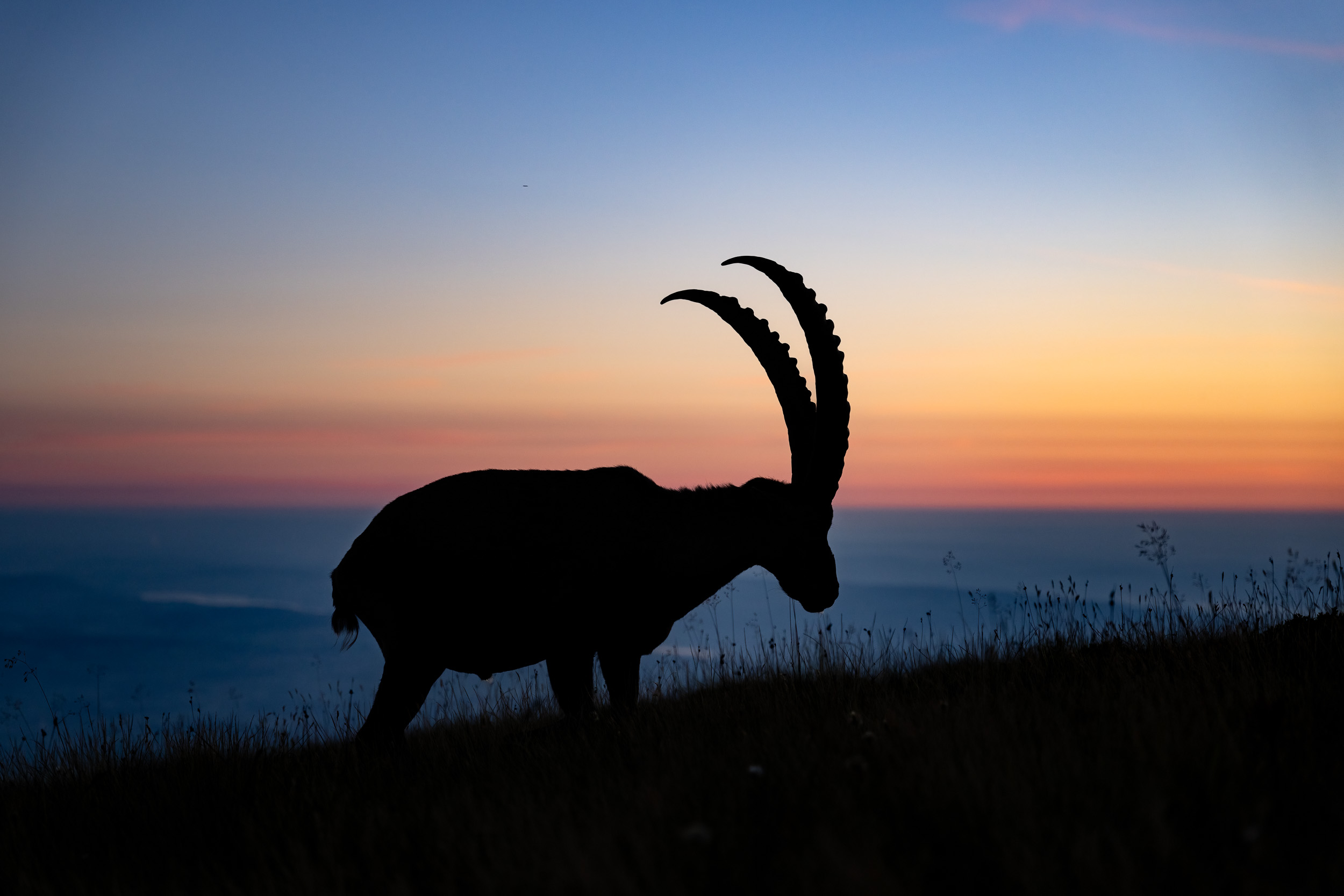 Ibex / Capra ibex (Switzerland)