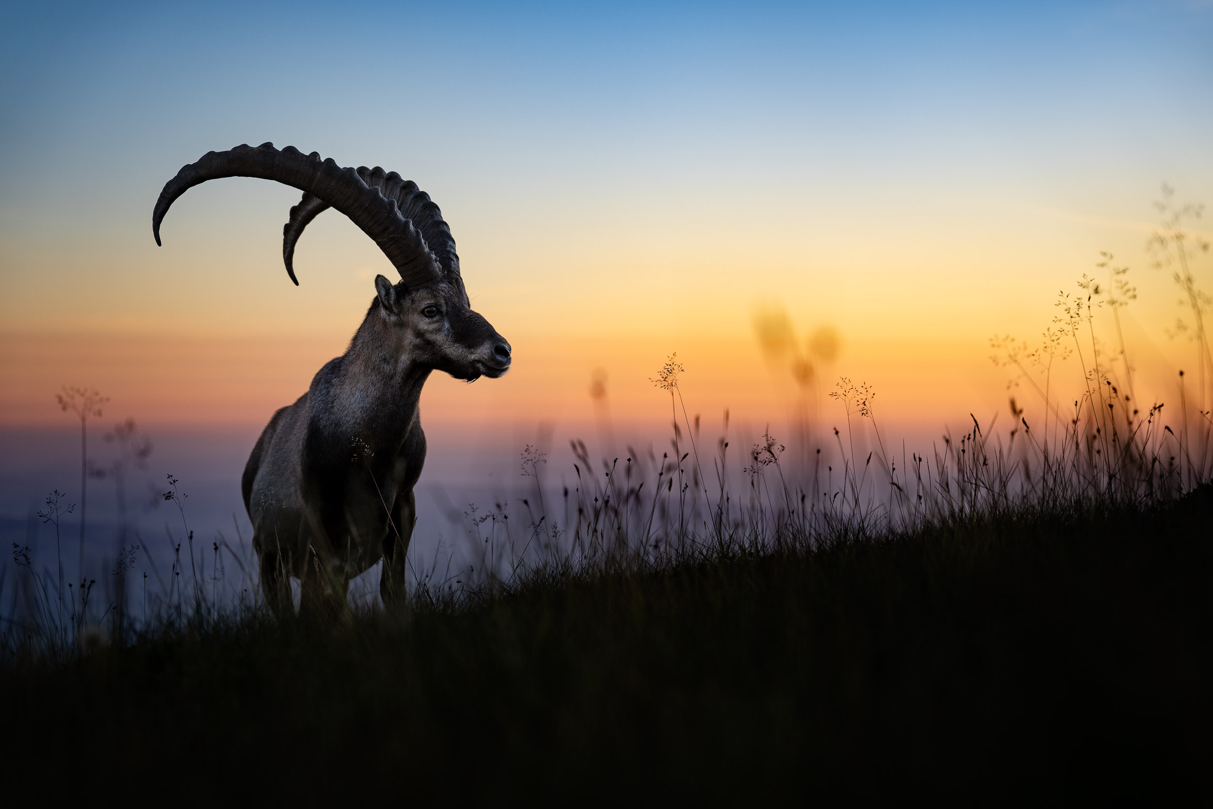 Ibex / Capra ibex (Switzerland)