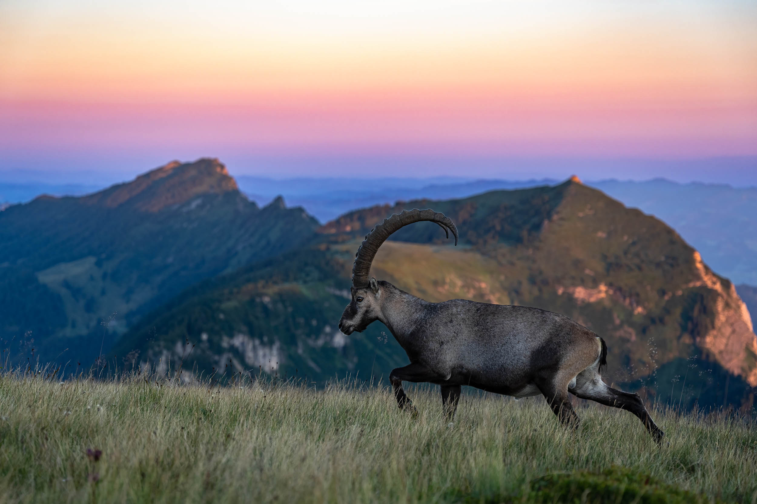 Ibex / Capra ibex (Switzerland)