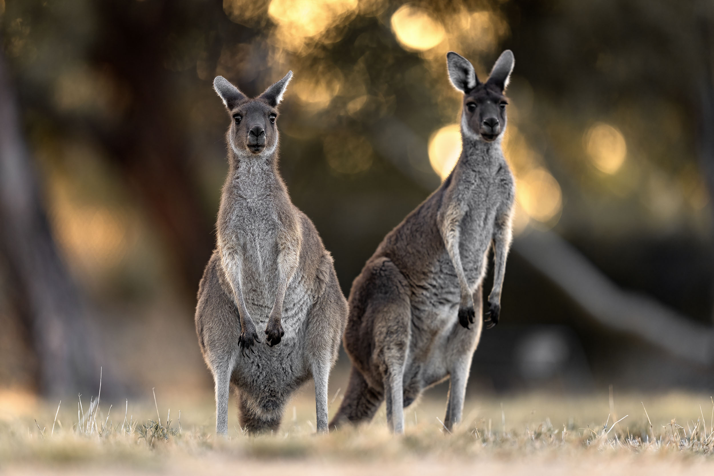 Macropus fuliginossus / Western Gray Kangaroos (Australia)