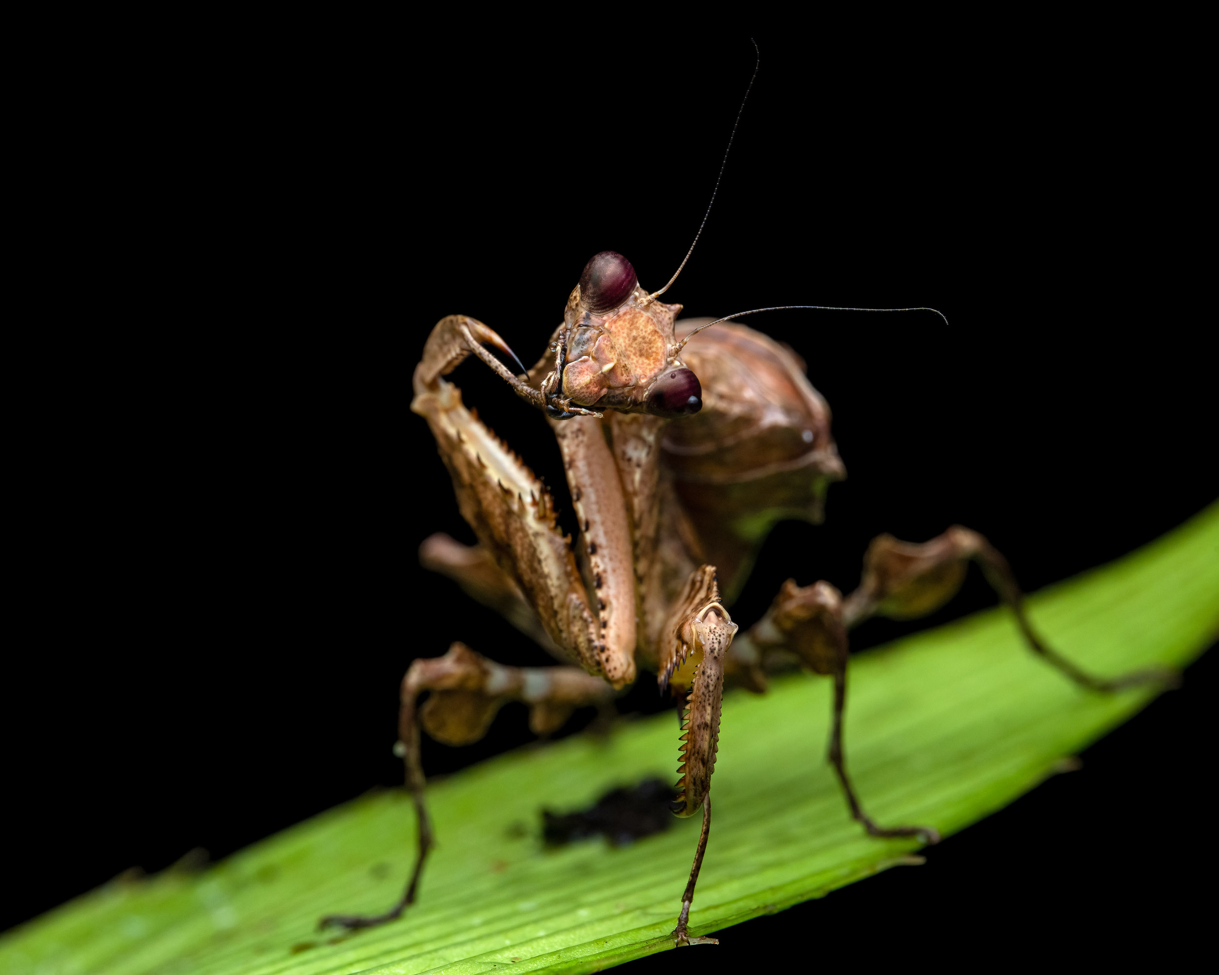 Praying mantis (Costa Rica)