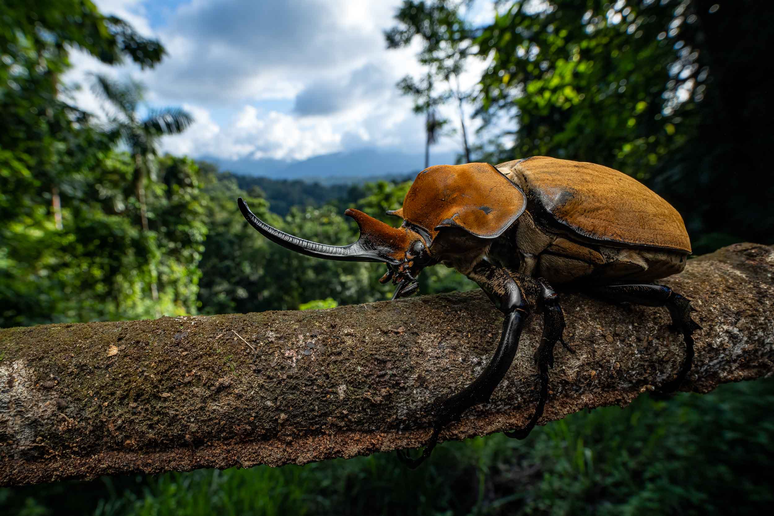 Megasoma elephas / Elephant beetle (Costa Rica)