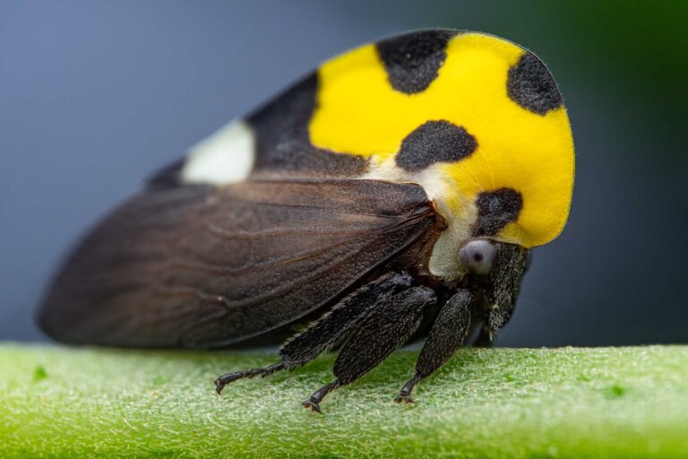 Membracis mexicana / Treehopper (Costa Rica)