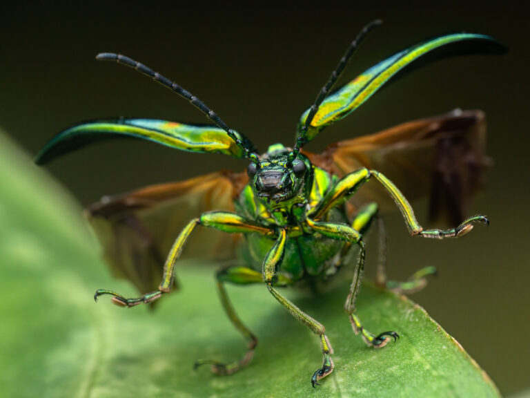 Metopoceris gemmans / Leaf beetles (Costa Rica)