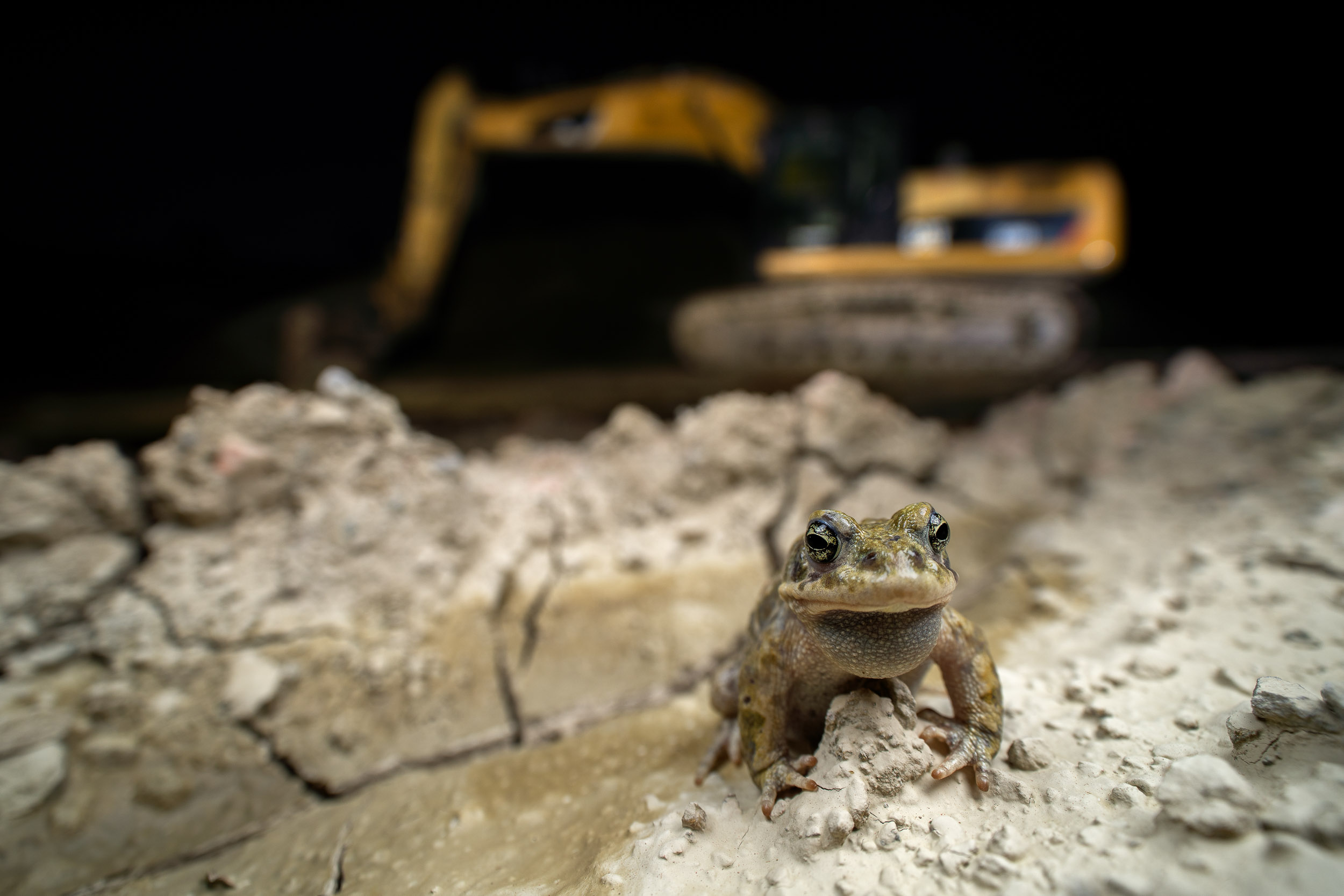 Epidalea calamita / Natterjack Toad (Shetland)