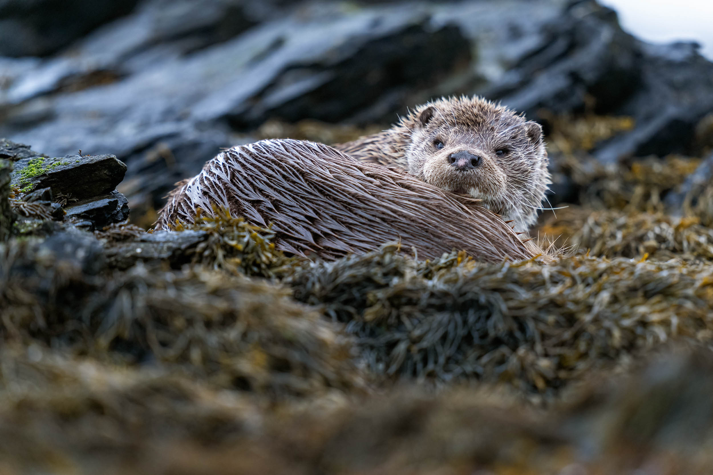 Lutra lutra / Eurasian otter (Shetland)