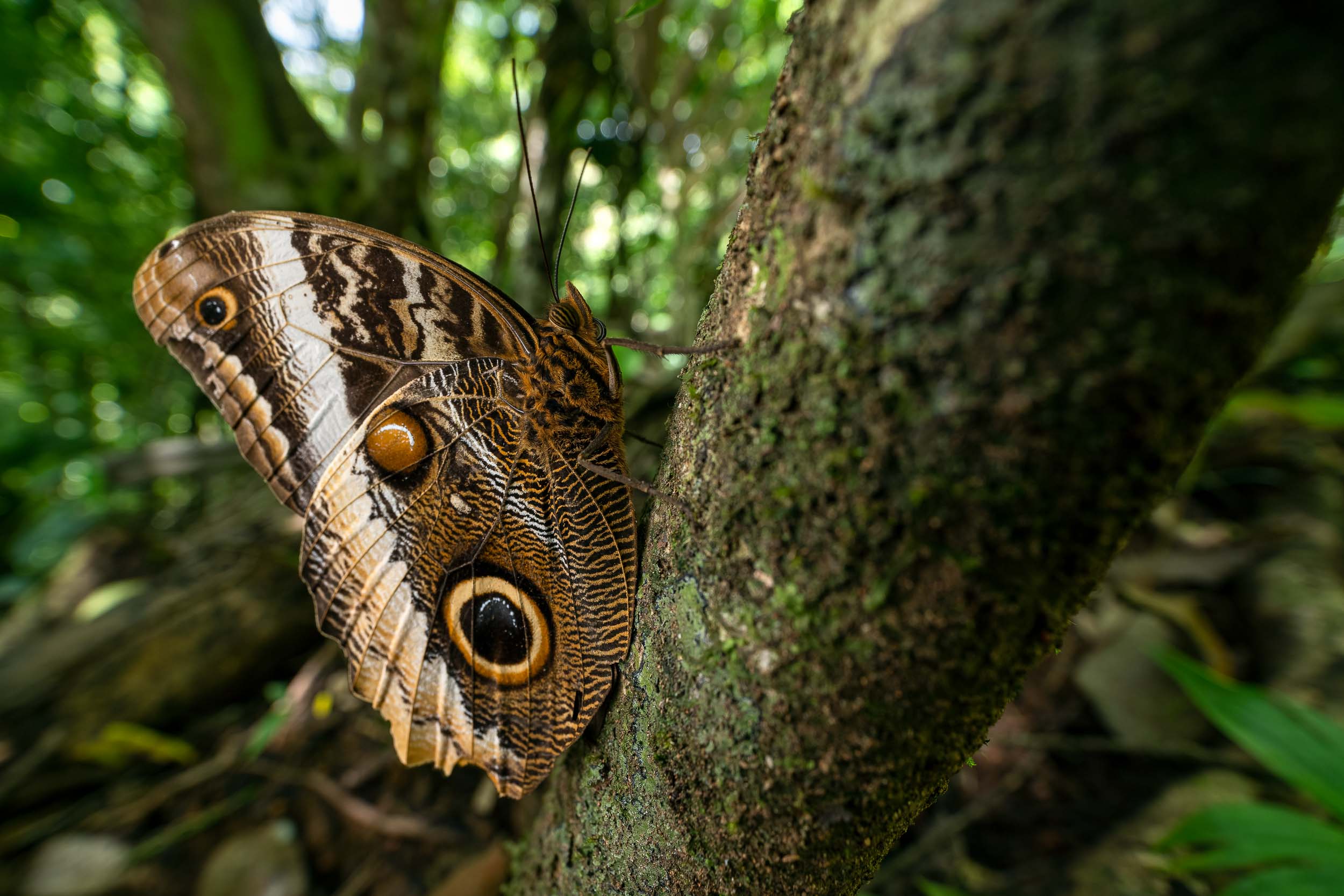 Caligo atreus dionysos / Banded owl butterfly (Costa Rica)