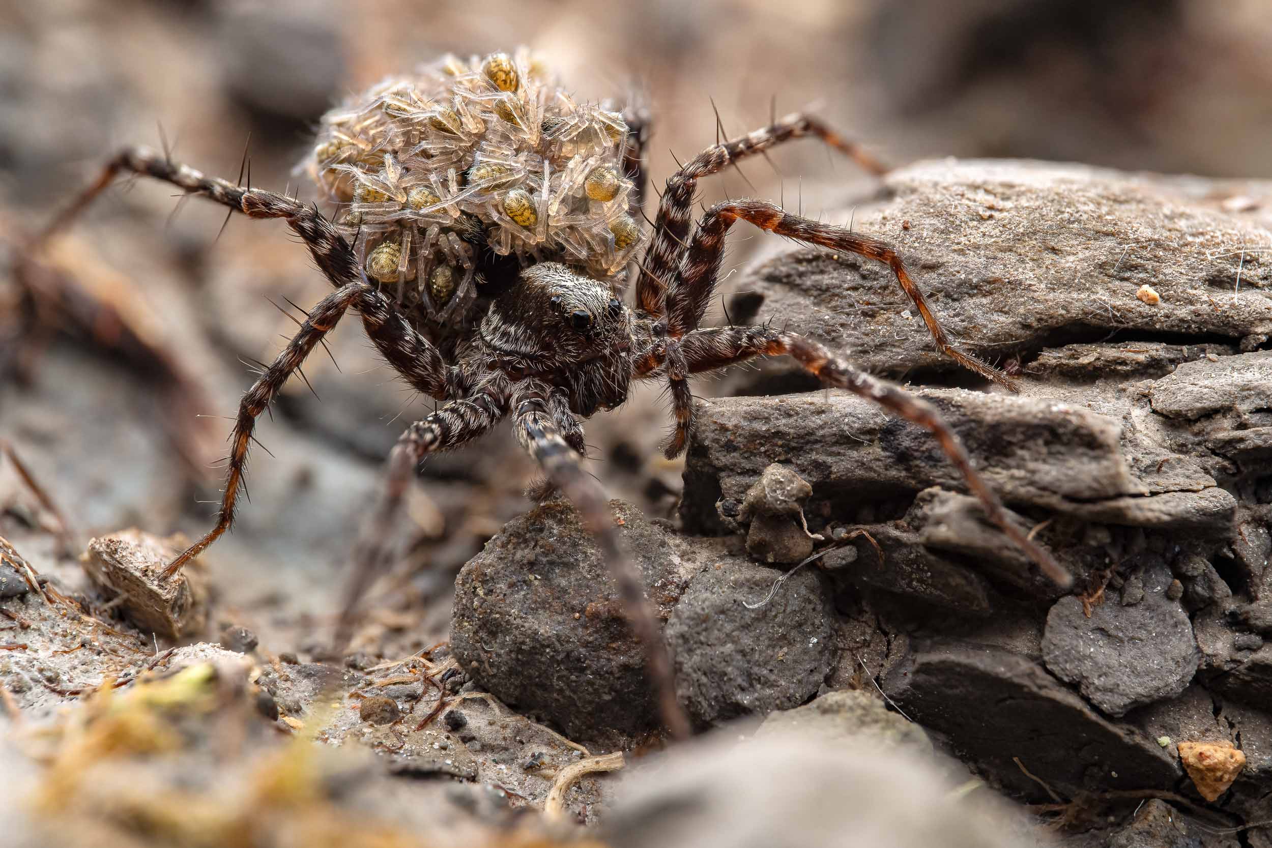 Pardosa sp. / Wolf Spider (Switzerland)