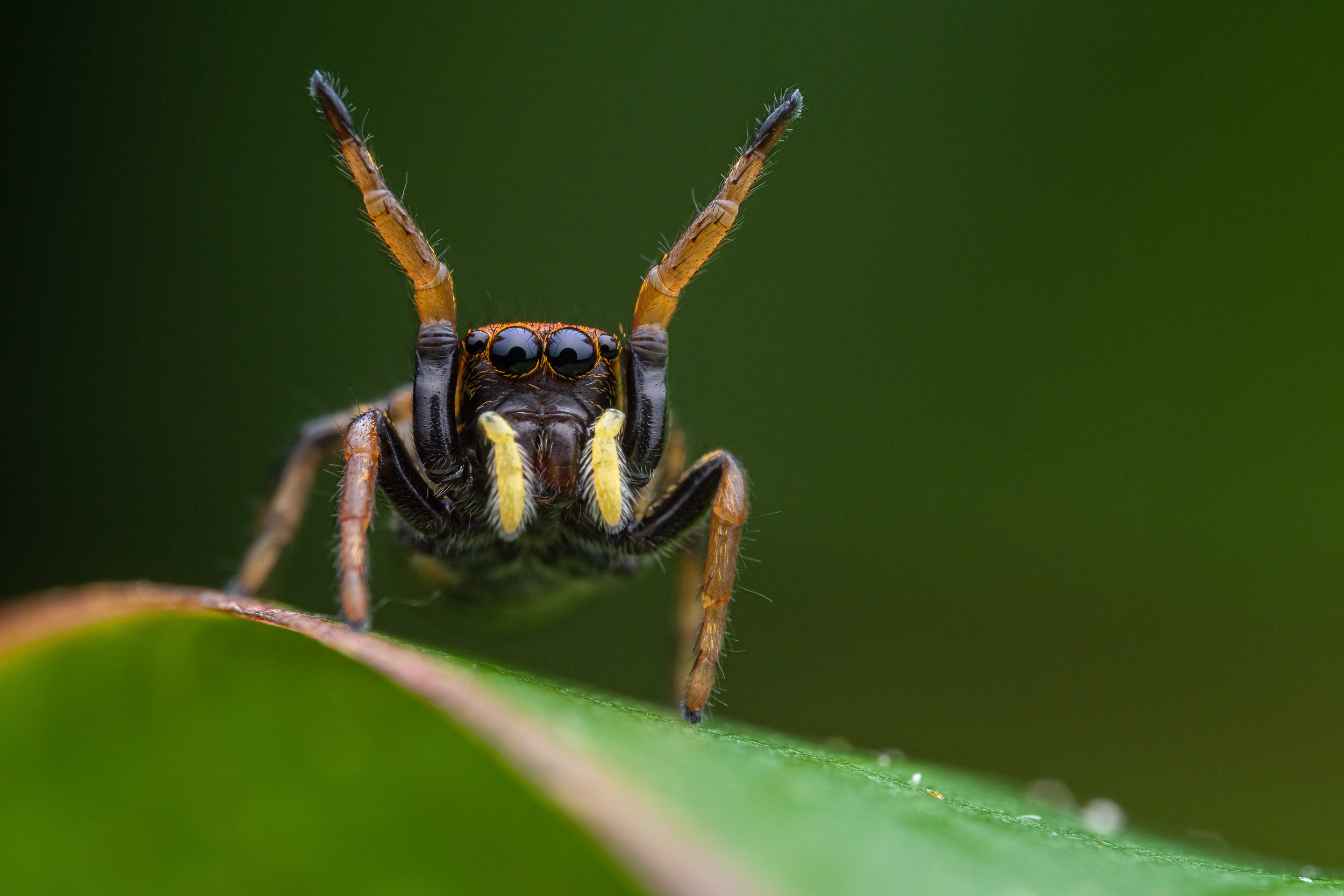 Phiale spec. / Jumping spider (Costa Rica)