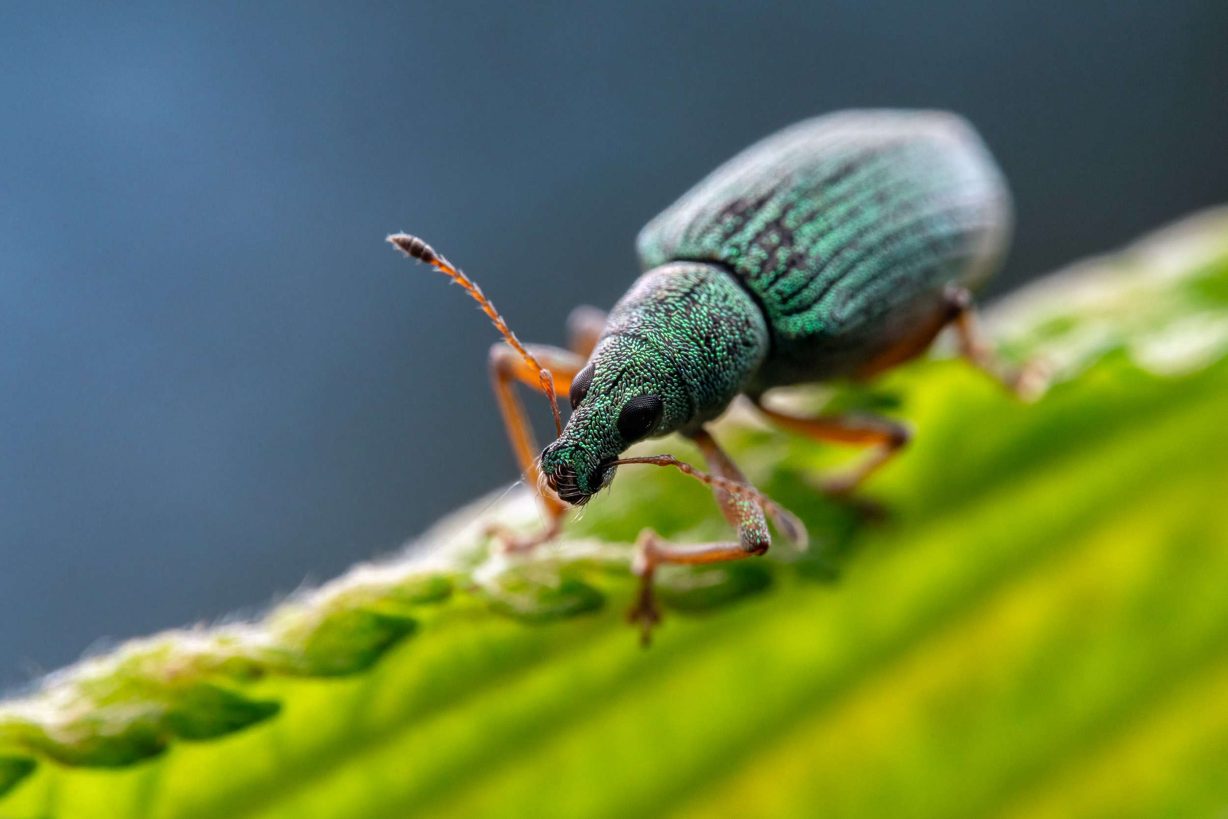 Polydrusus impressifrons / Weevil (Switzerland)