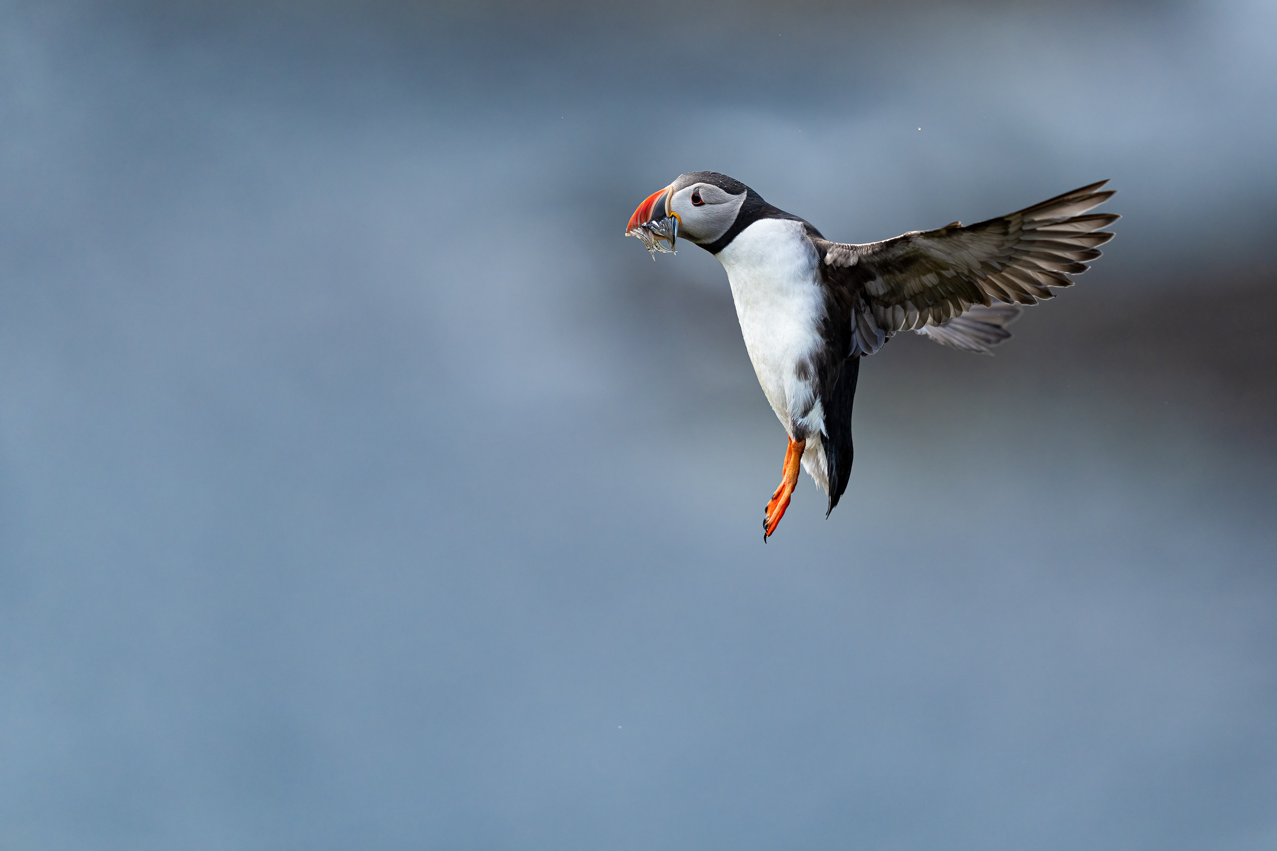 Fratercula arctica / Puffin (Shetland)