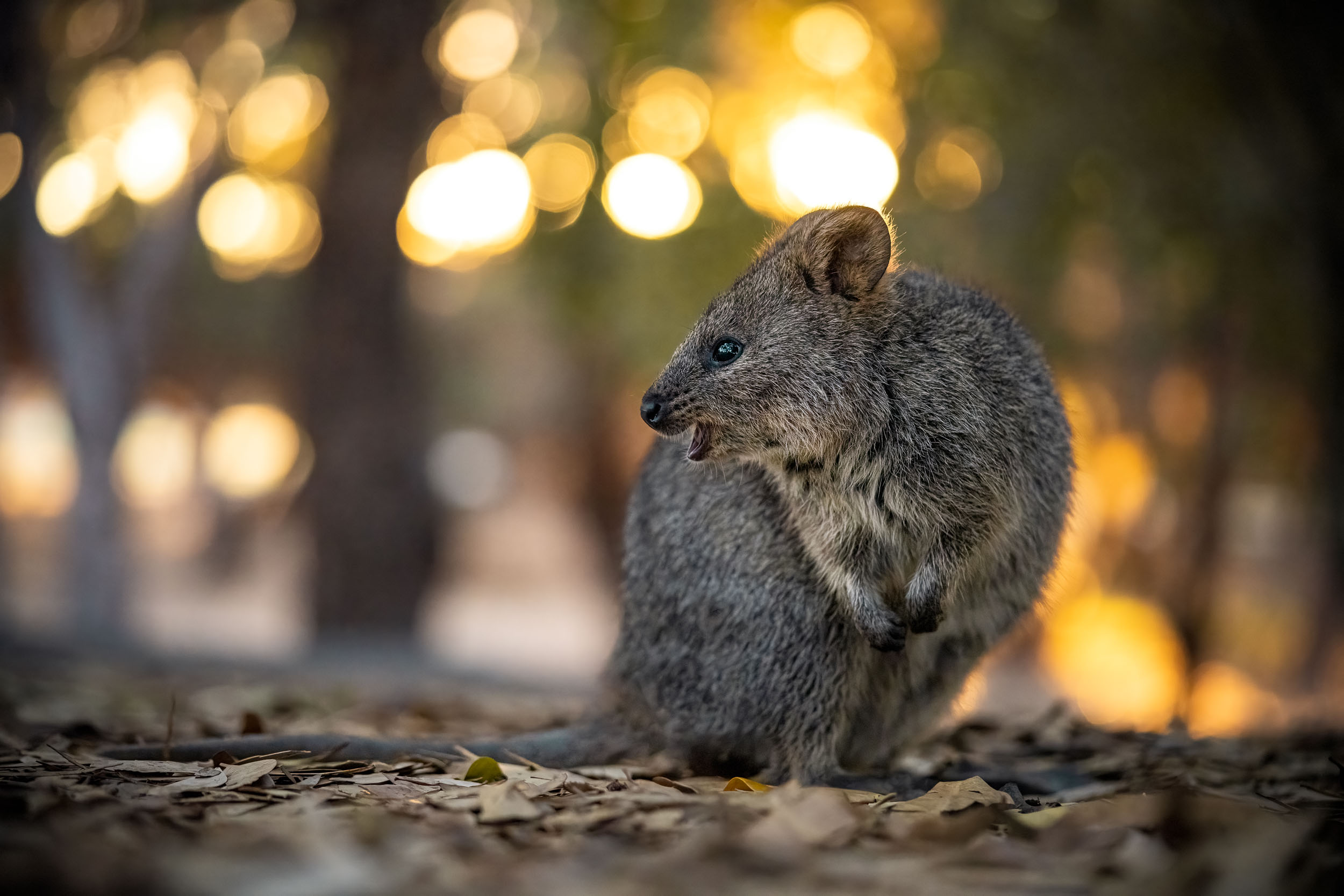 Setonix brachyurus / Quokka (Australia)