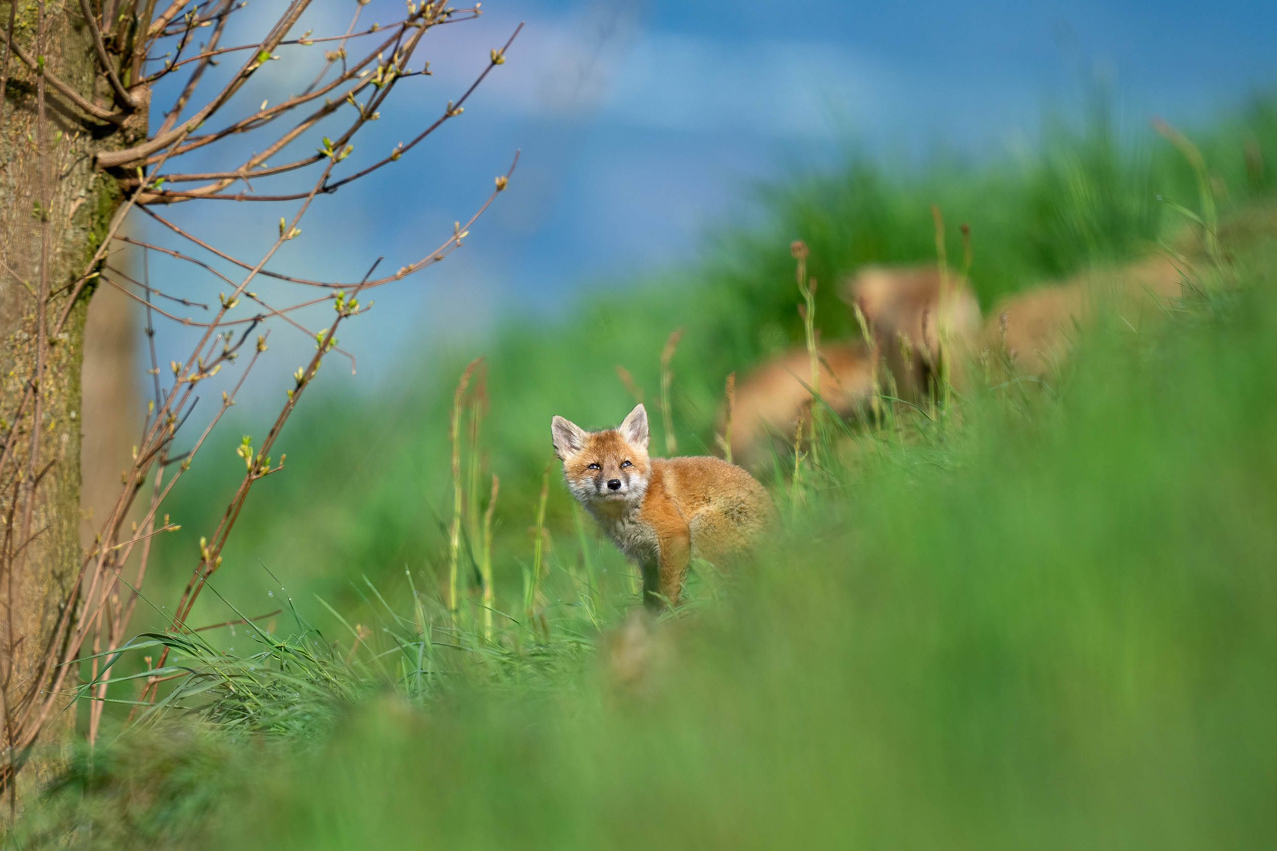 Vulpes vulpes / Red Fox Kits (Switzerland)