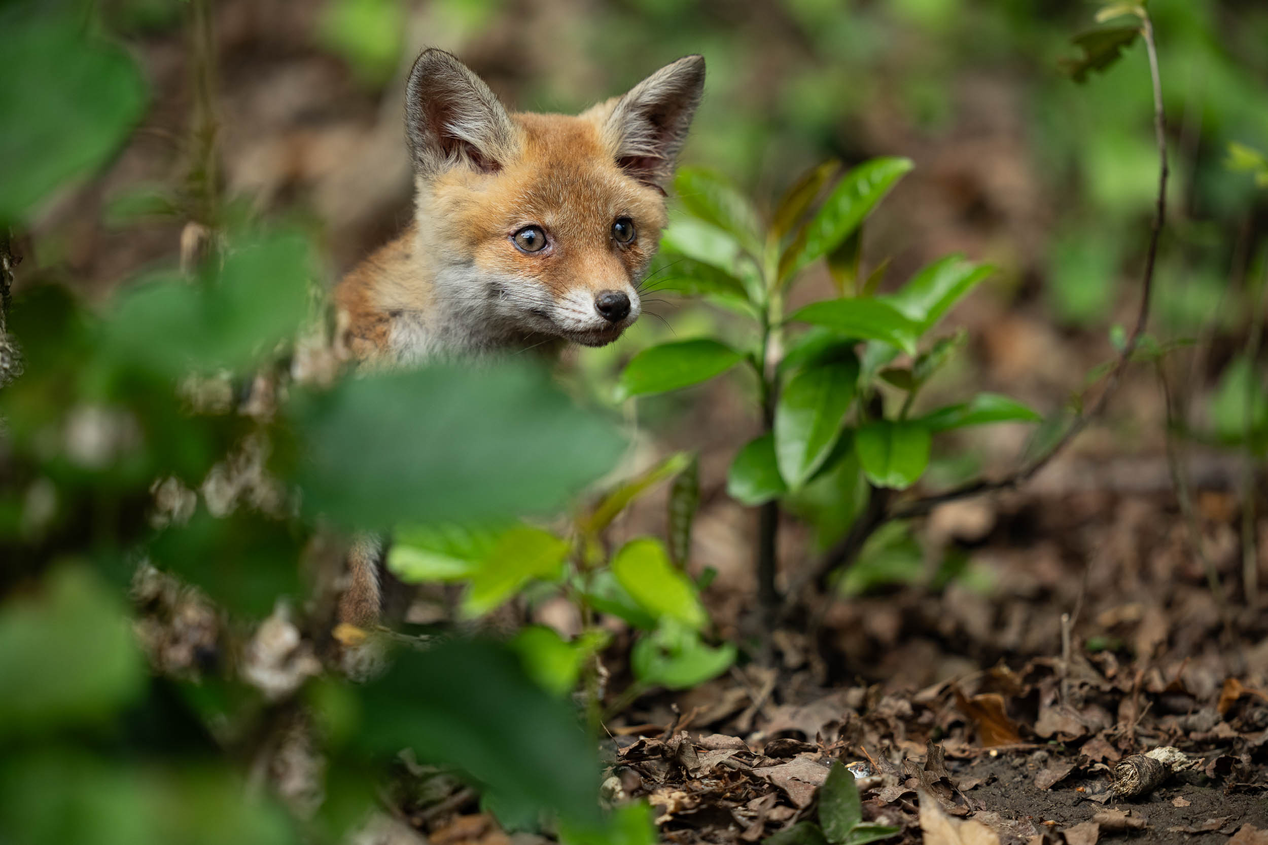 Vulpes vulpes / Red fox (Switzerland)