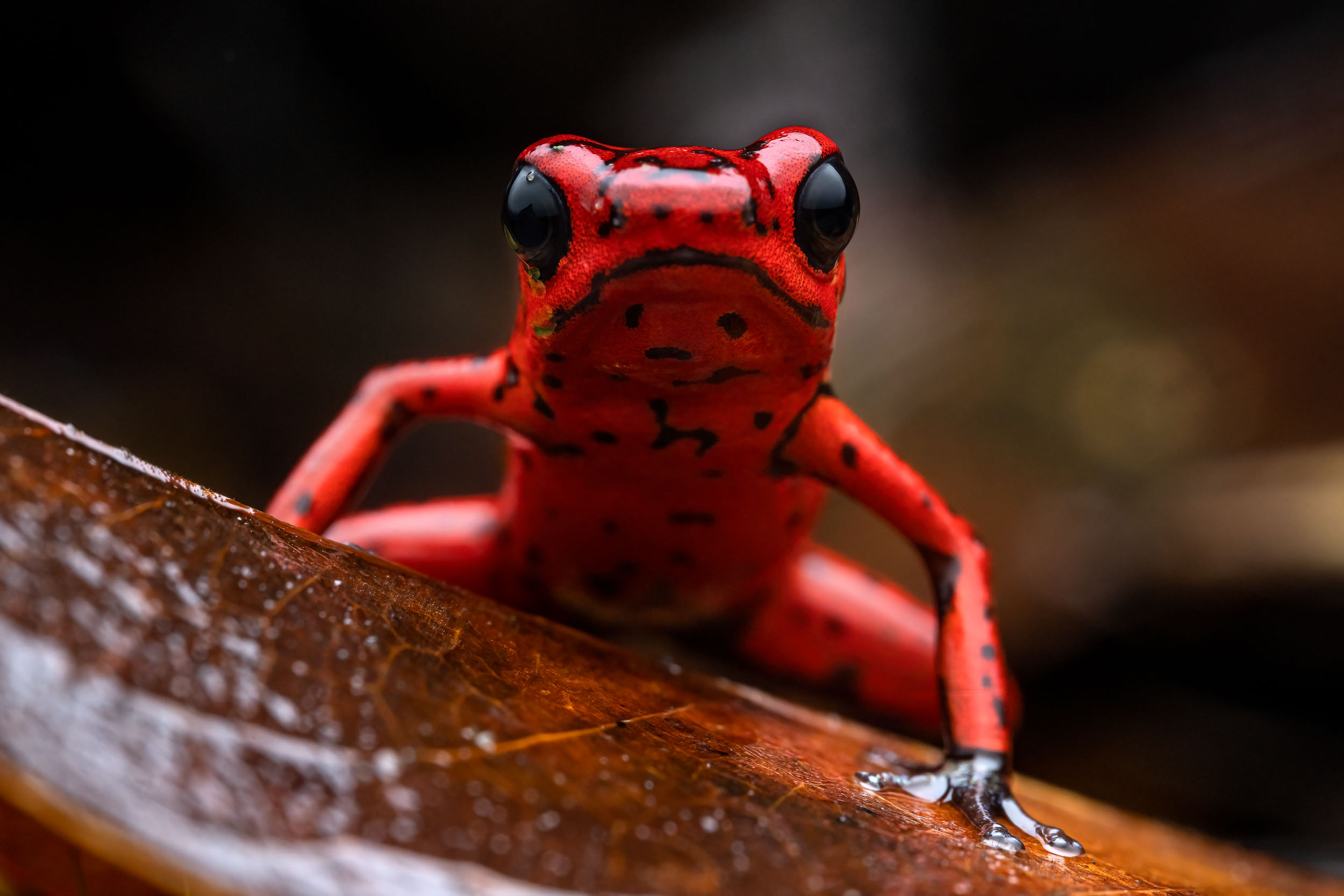 Oophaga pumilio / Strawberry poison-dart frog (Costa Rica)