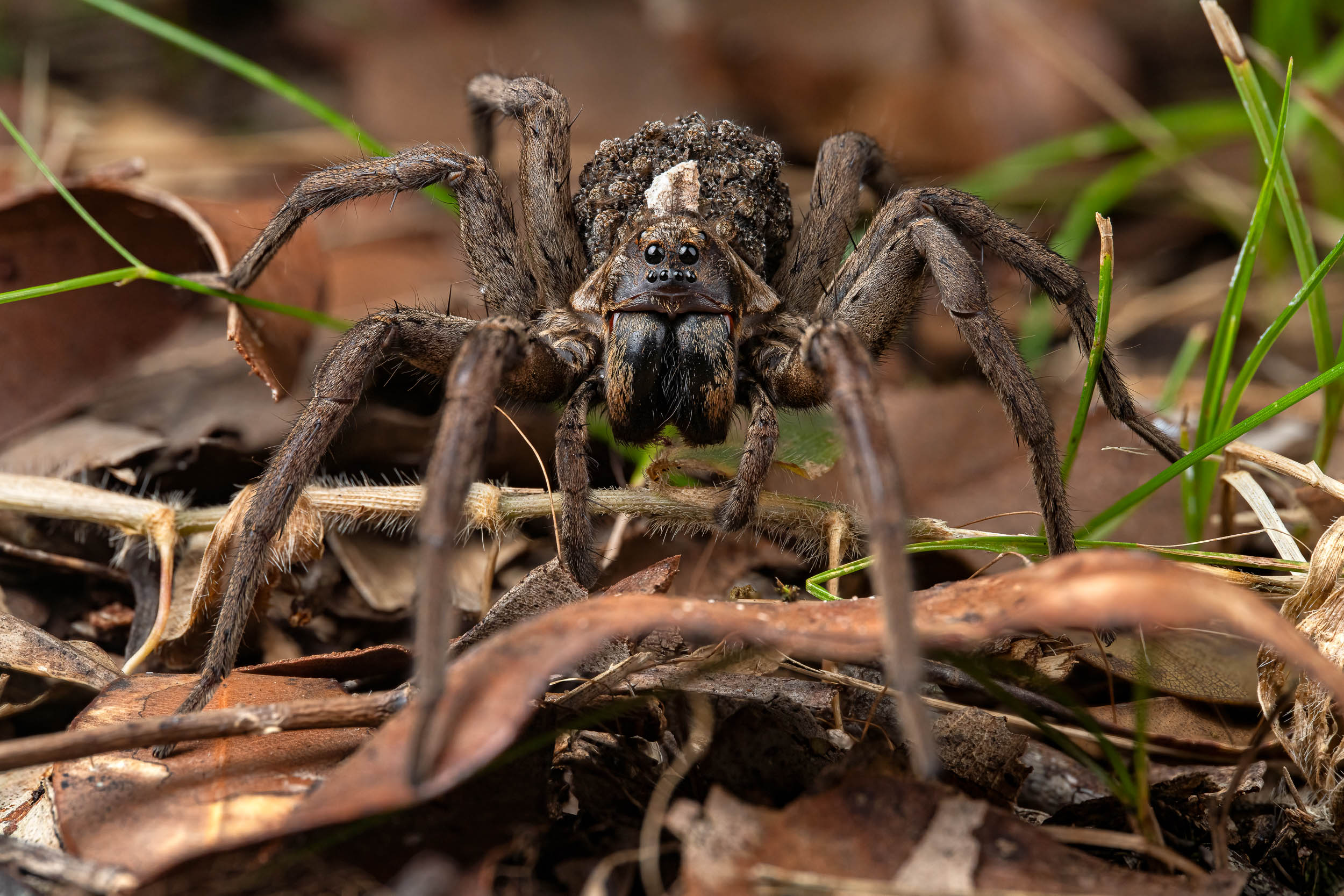 Tasmanicosa sp. / Wolf Spider (Australia)