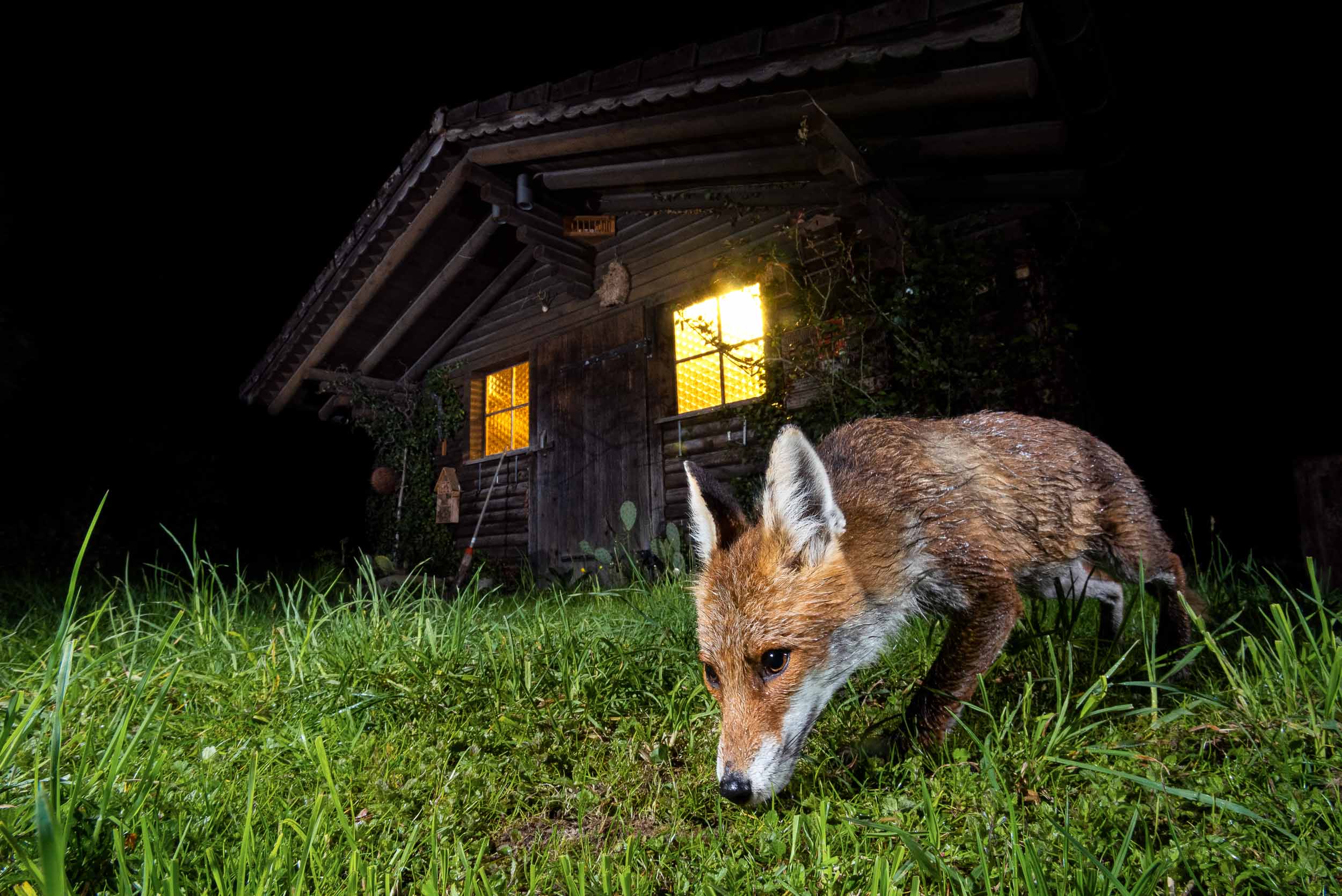 Urban Red Fox (Switzerland)