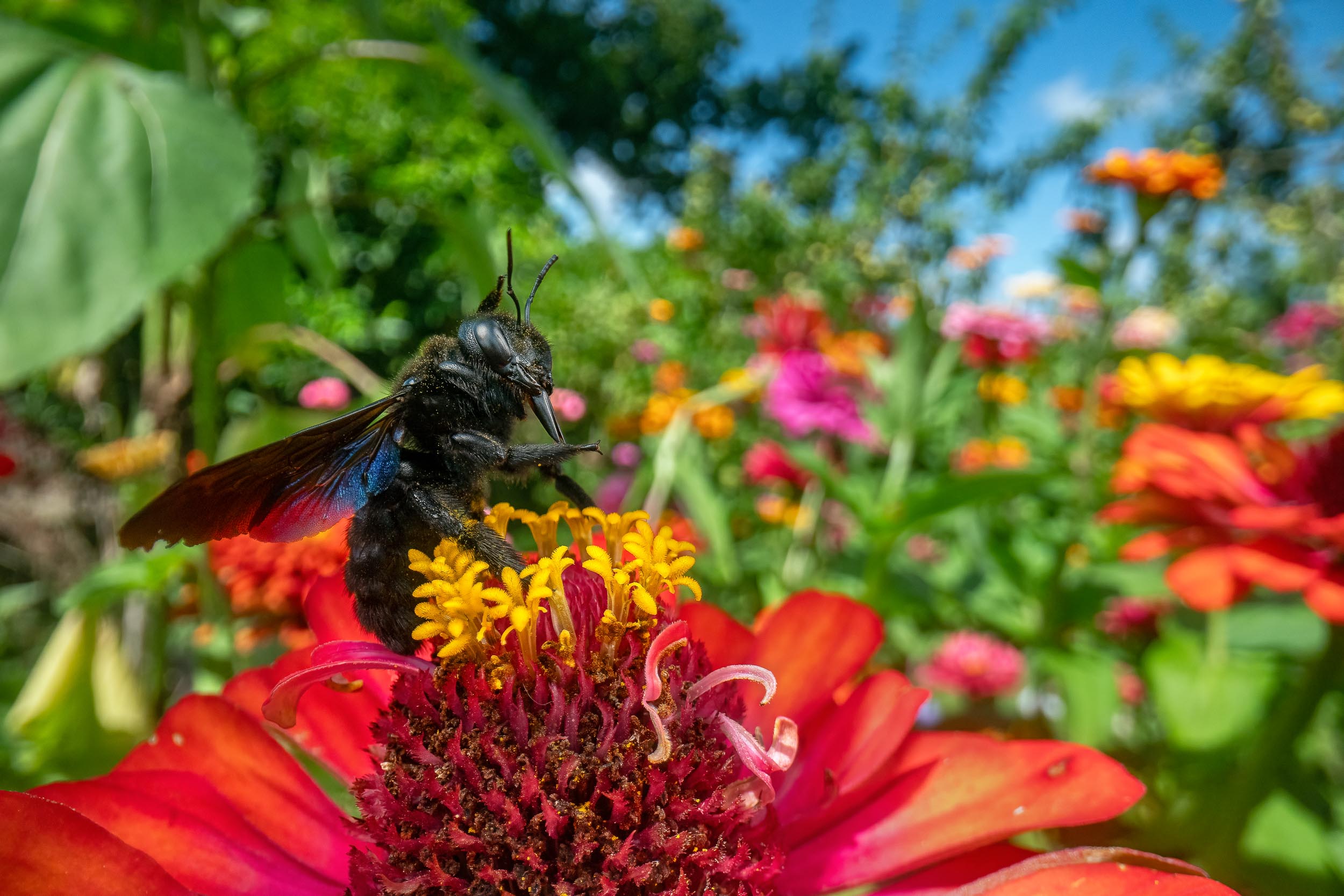 Xylocopa violacea / Violet Carpenter Bee (Switzerland)