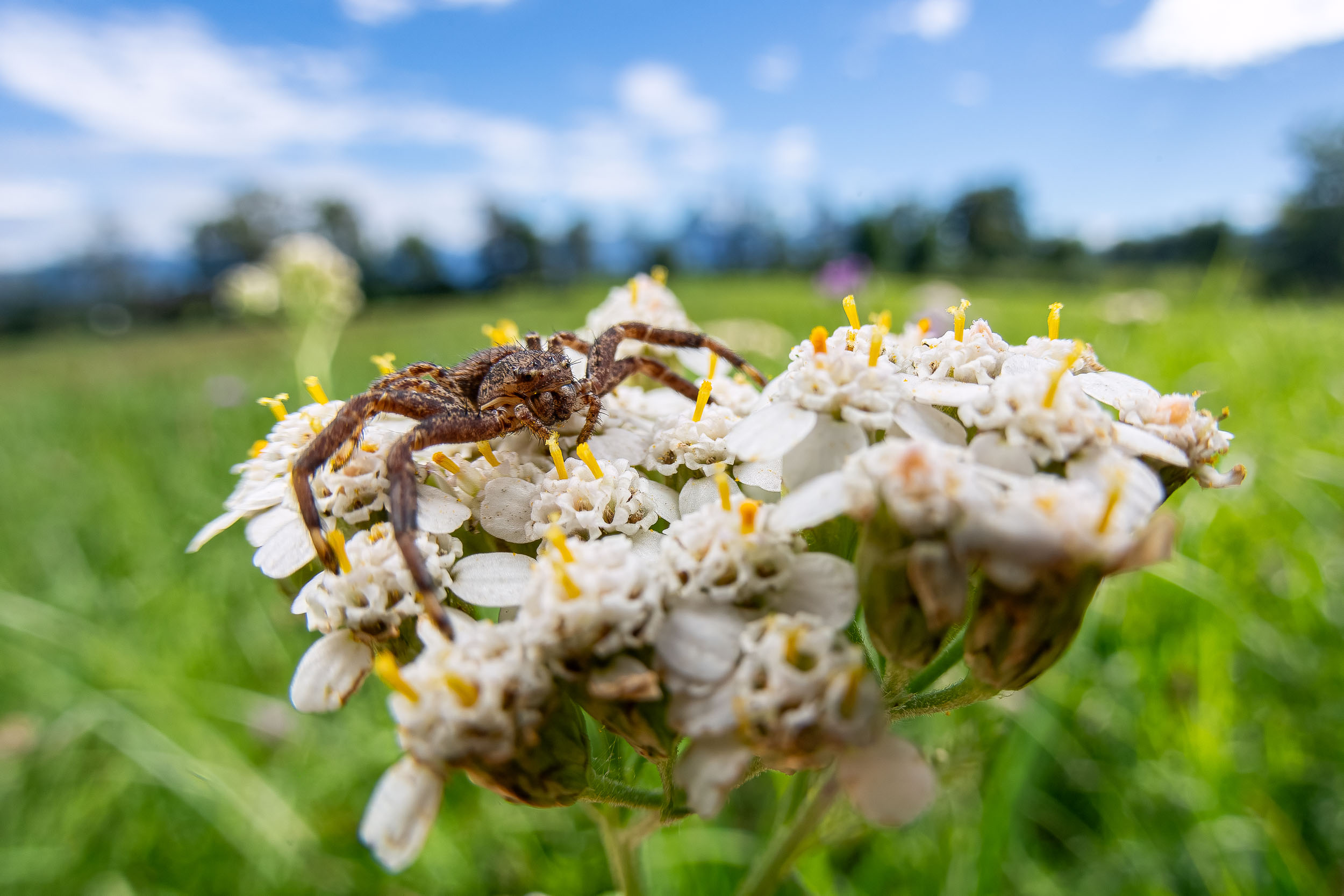 Xysticus sp. / Crab Spider (Switzerland)