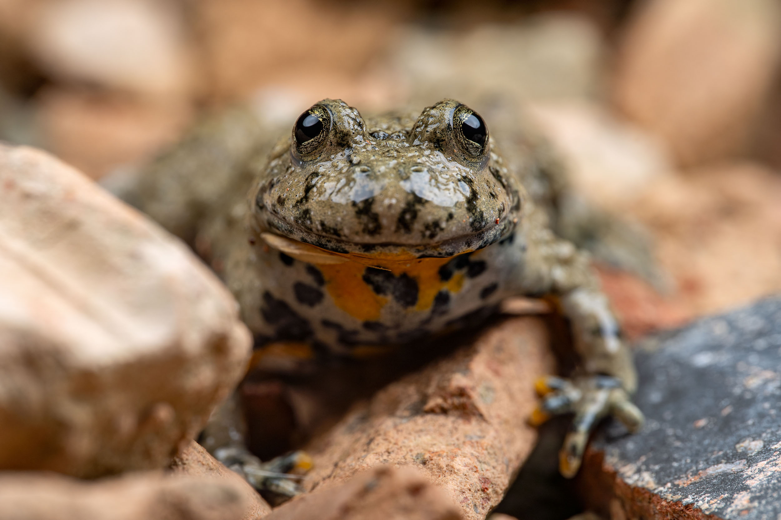 Bombina variegata / Yellow-bellied toad (Switzerland)