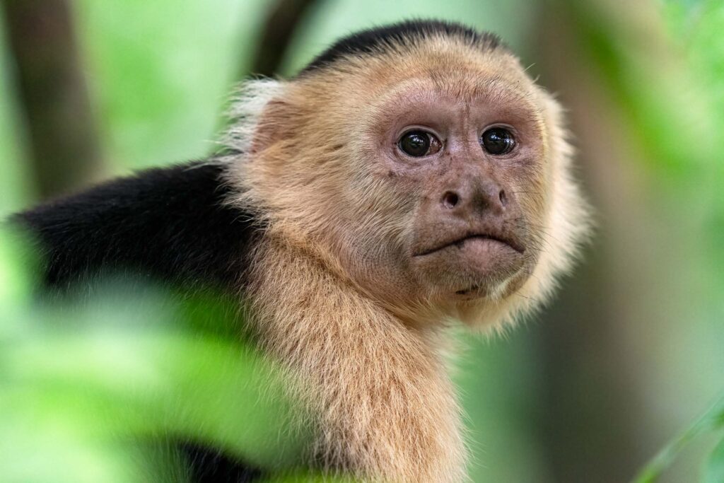 Cebus imitator / Capuchin Monkey (Costa Rica)