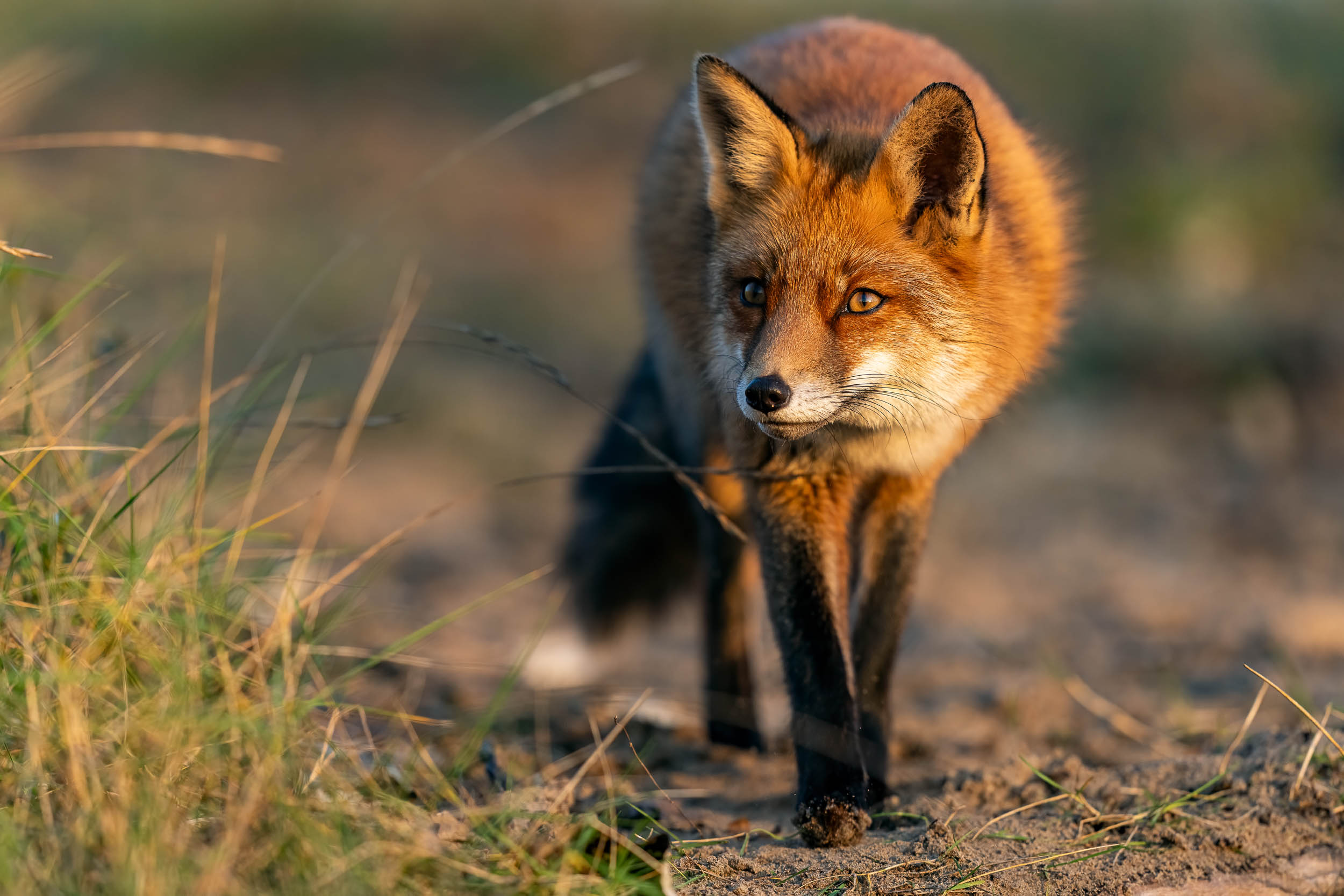 Vulpes vulpes / Red fox (Netherlands)