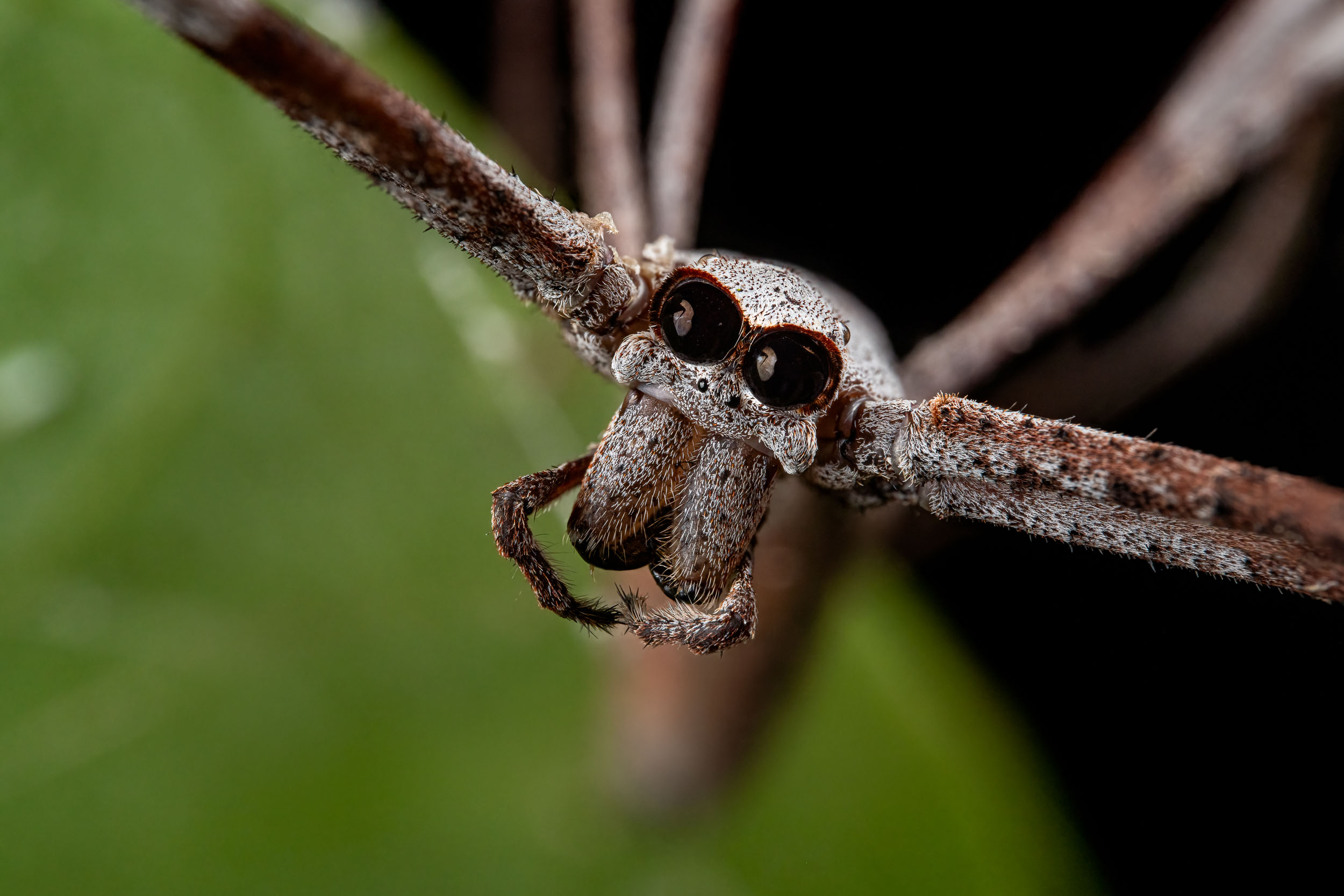 Asianopis subrufa / Netcasting Spider (Australia)